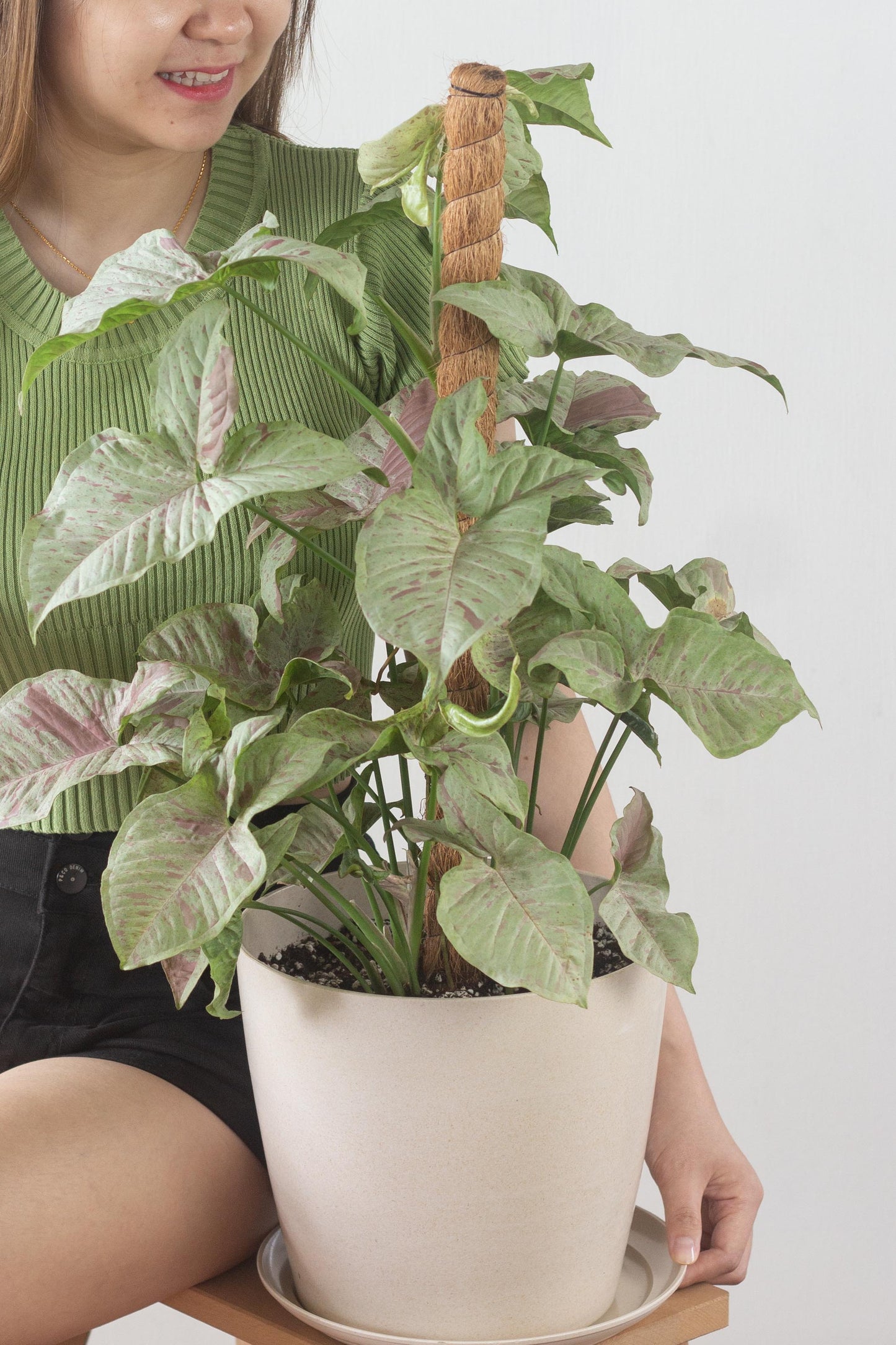 Syngonium Milk Confetti