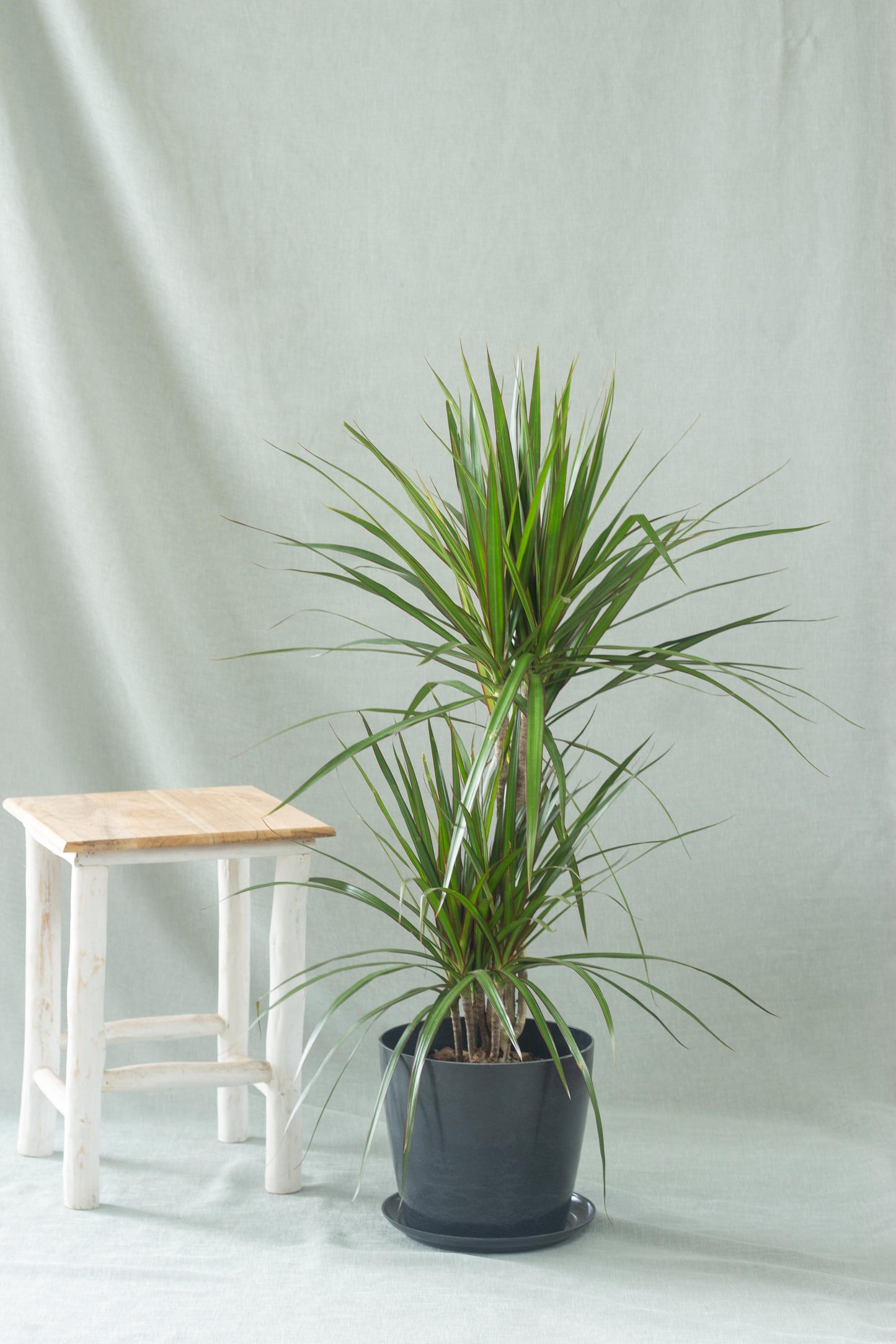 Dracaena Marginata