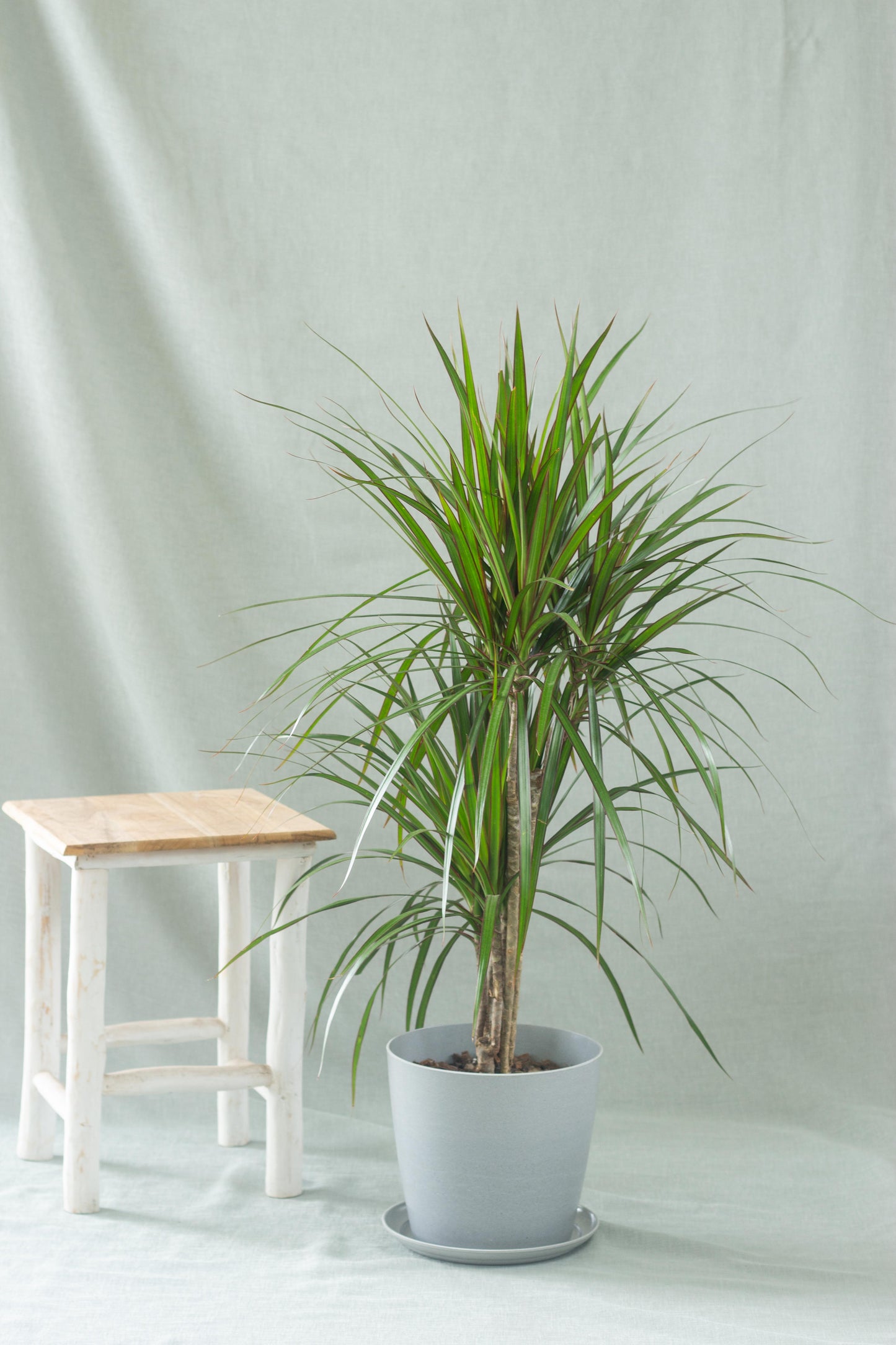 Dracaena Marginata