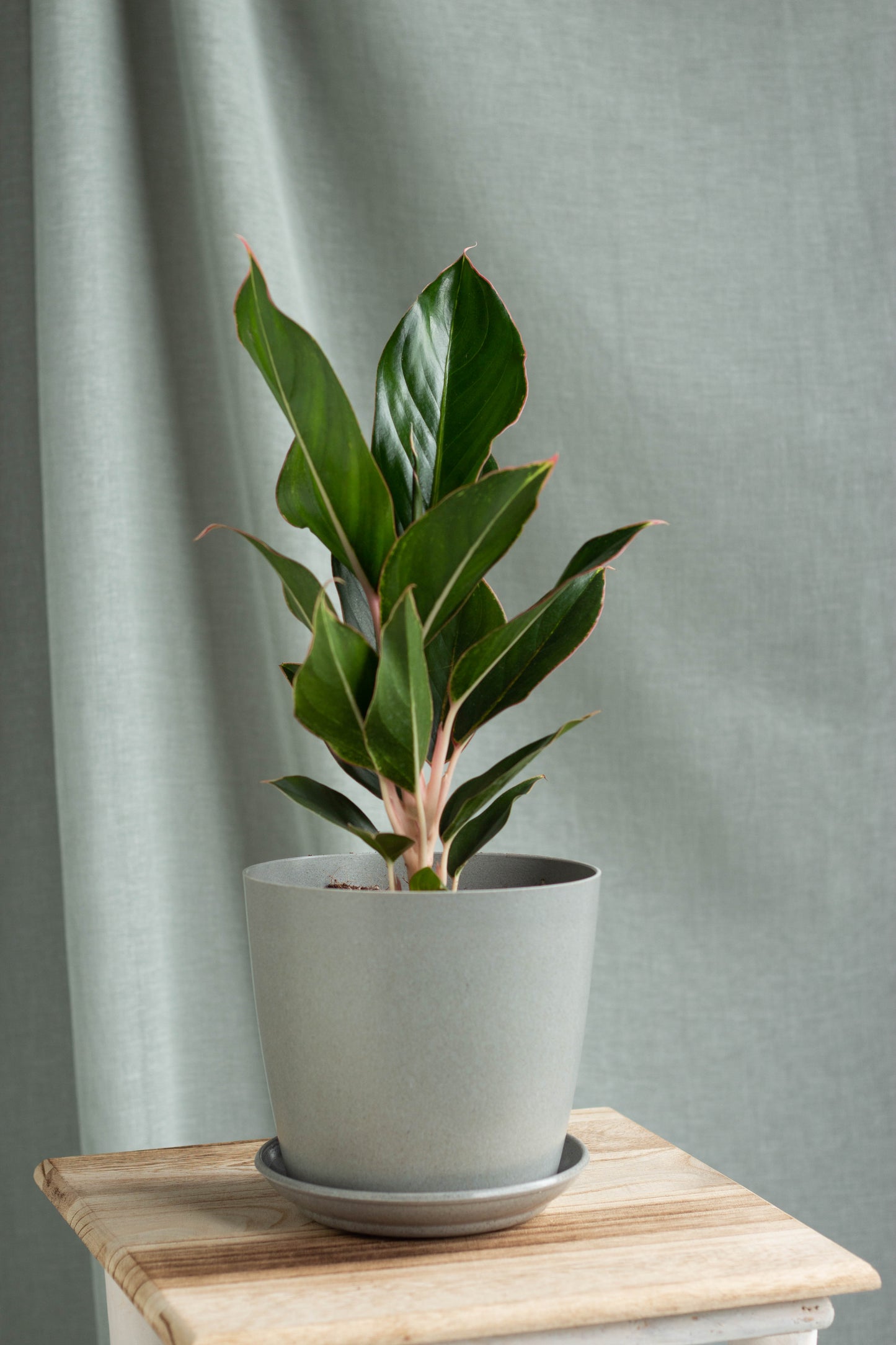 Aglaonema Sapphire Suzanne
