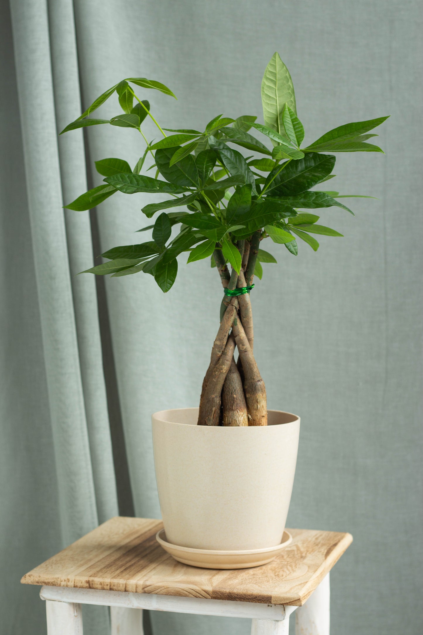 Braided Money Tree