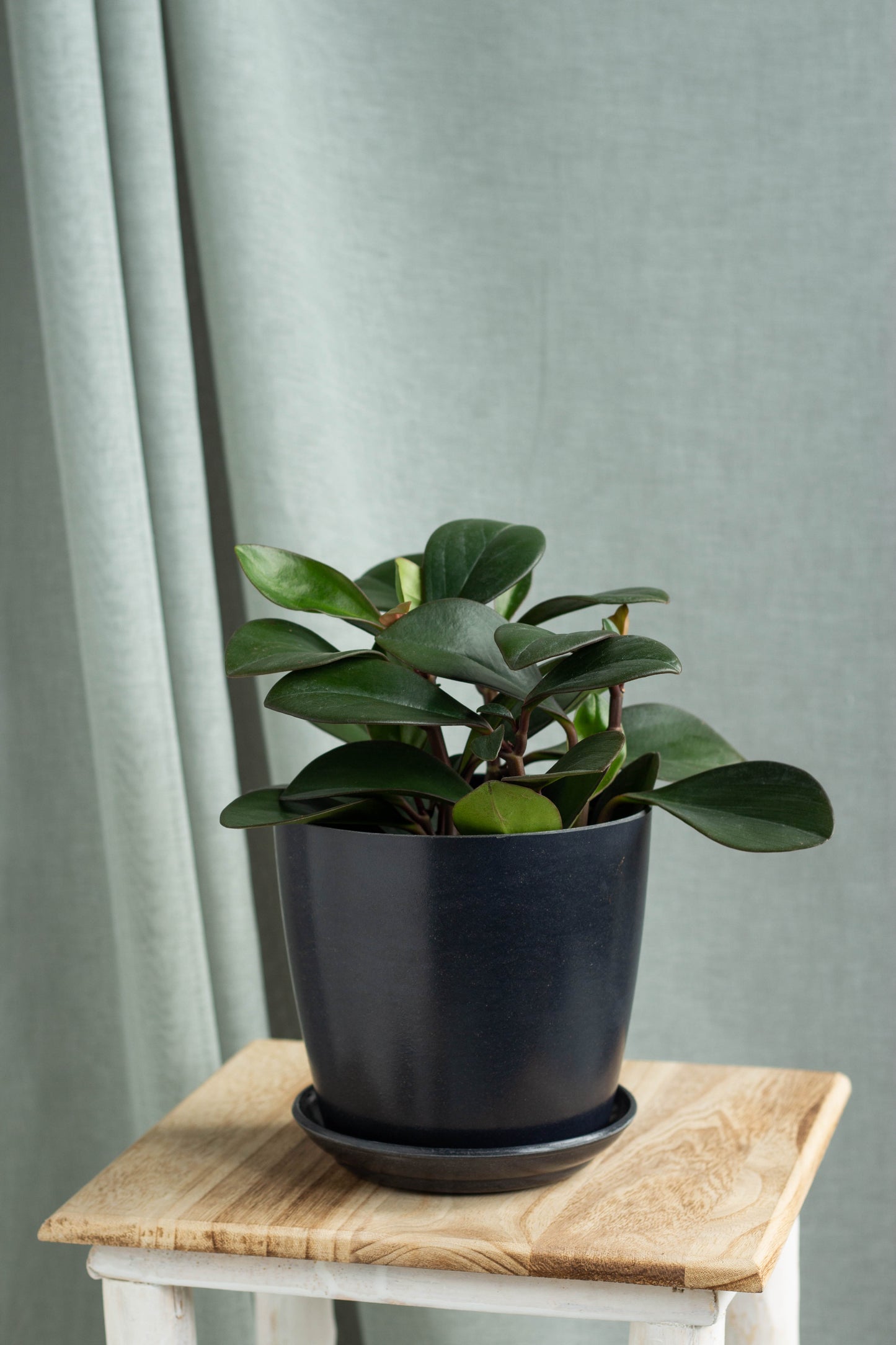 Peperomia Red Edge