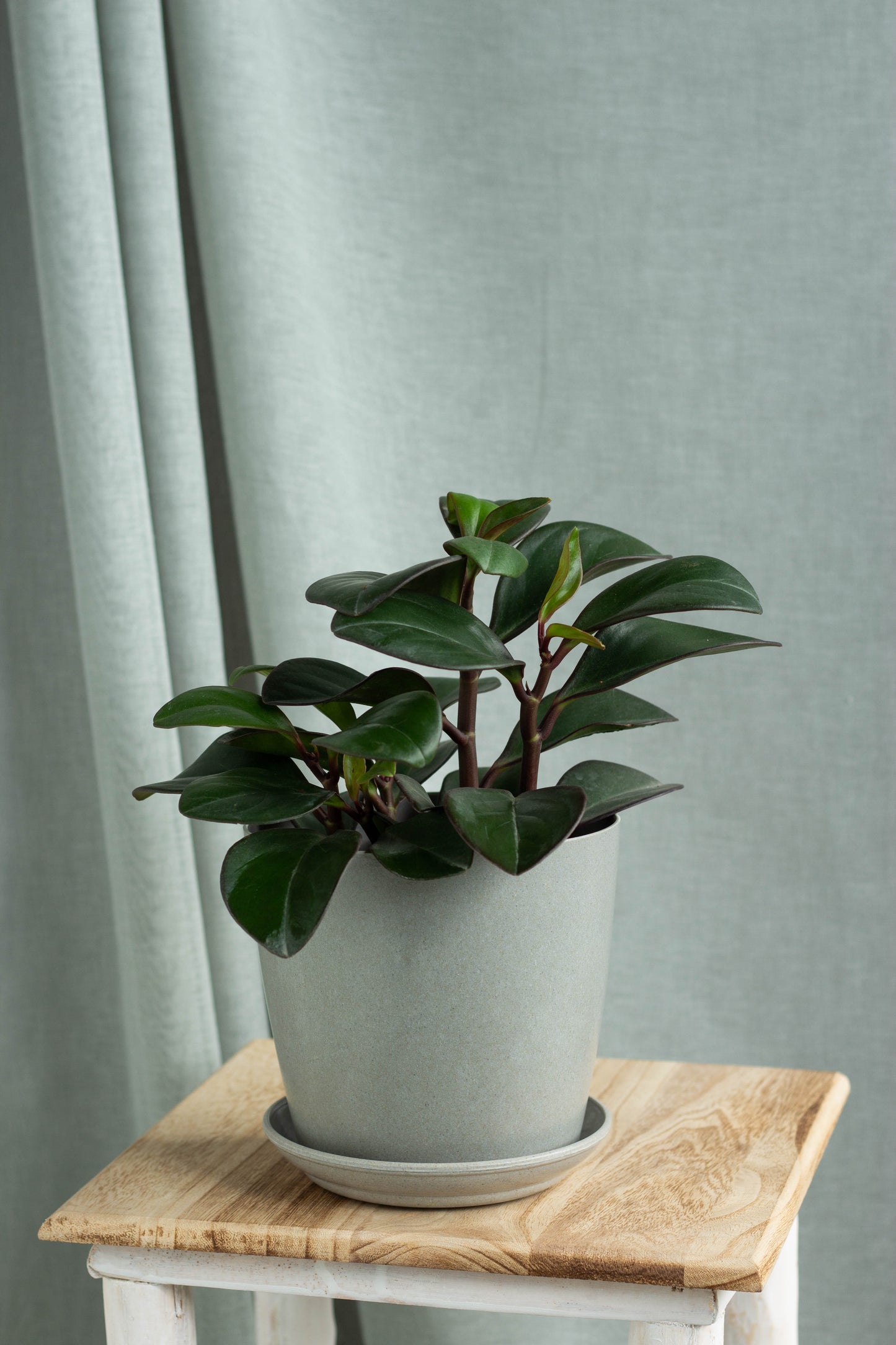Peperomia Red Edge