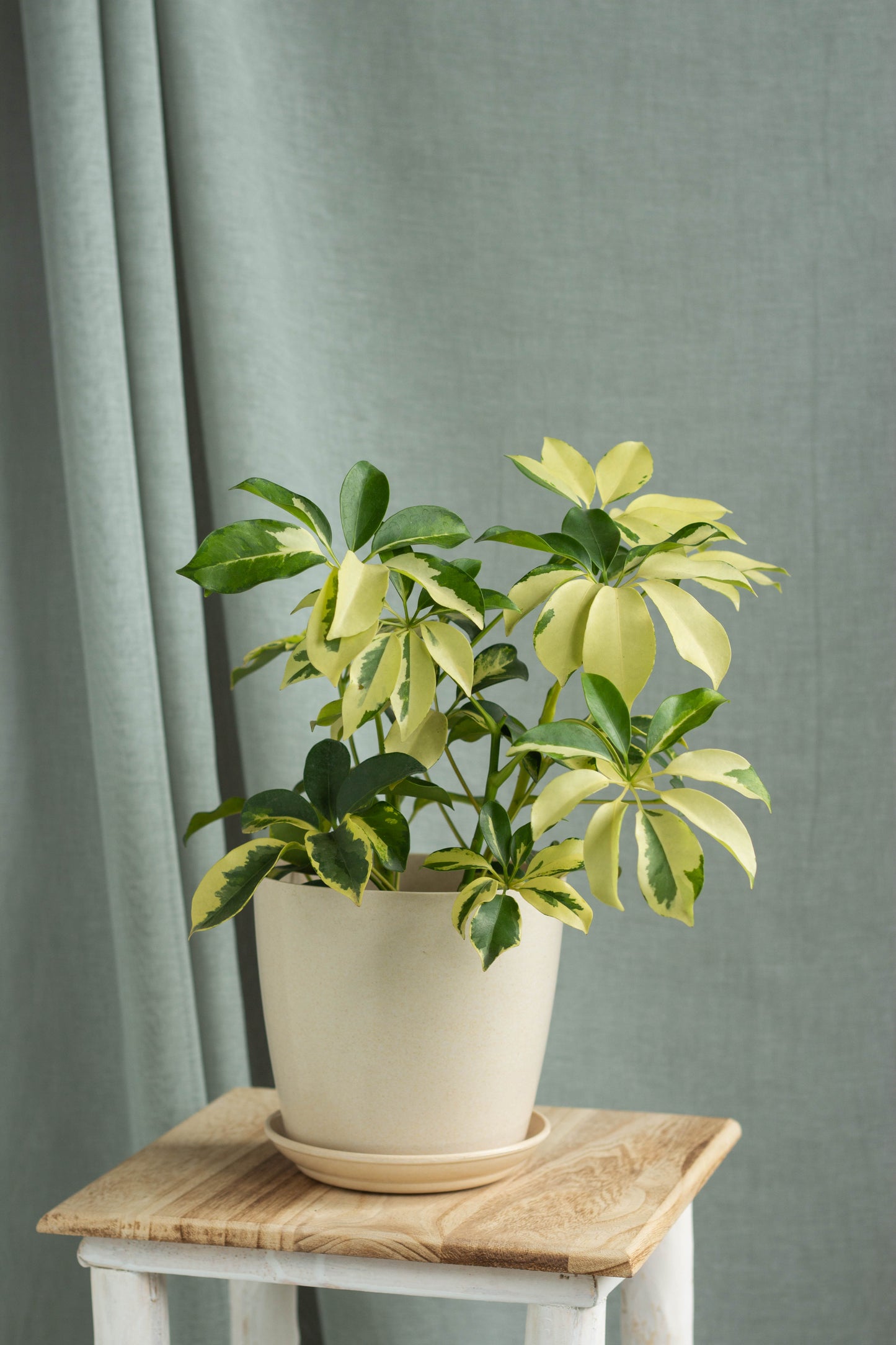 Dwarf Umbrella Tree