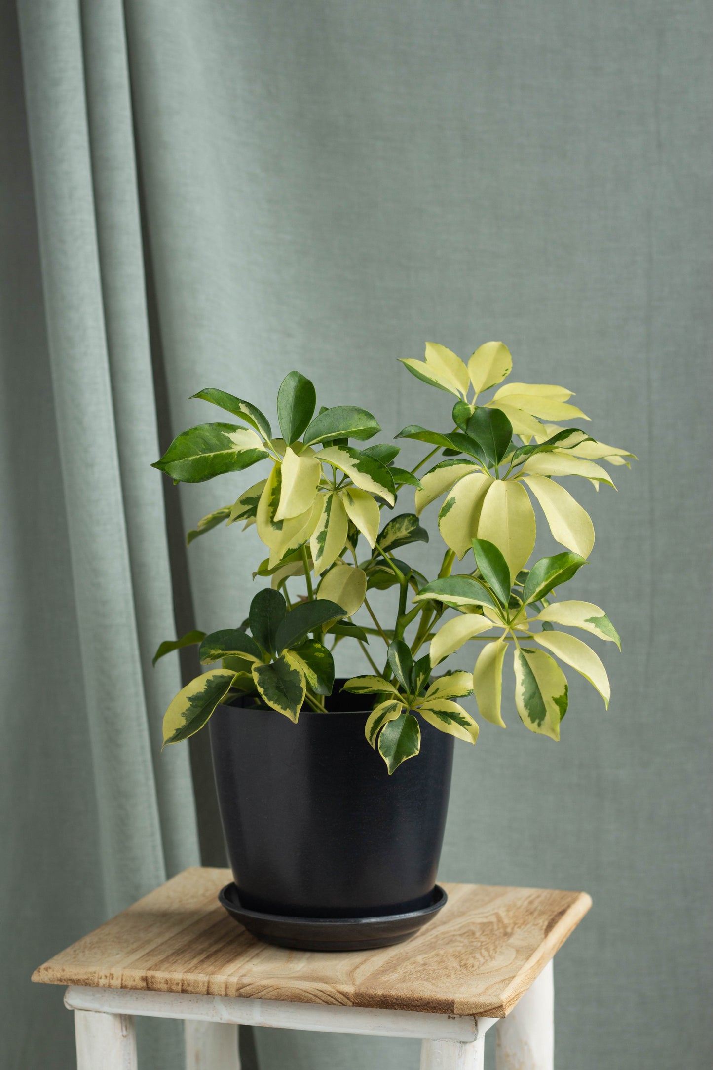 Dwarf Umbrella Tree