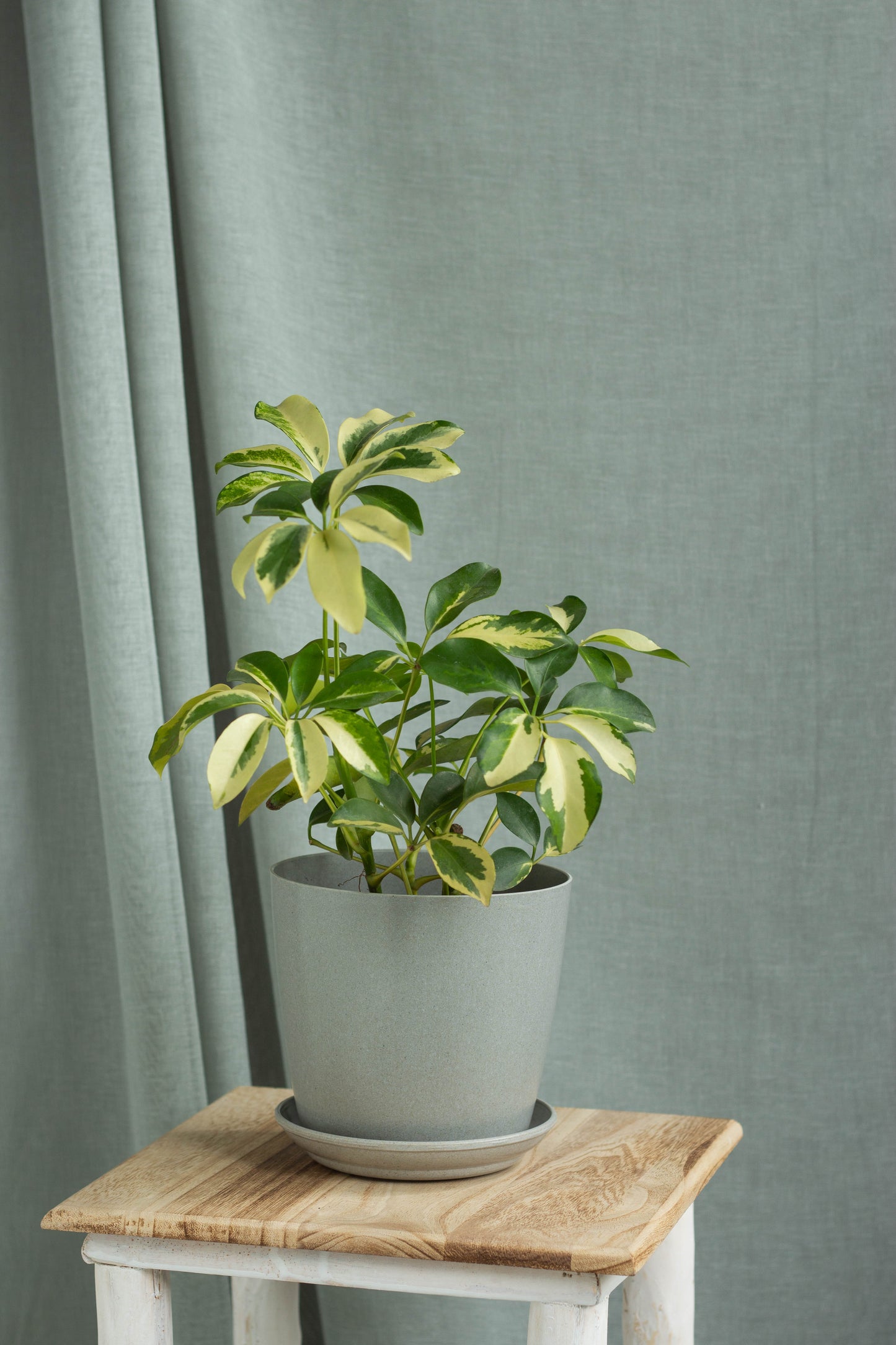 Dwarf Umbrella Tree
