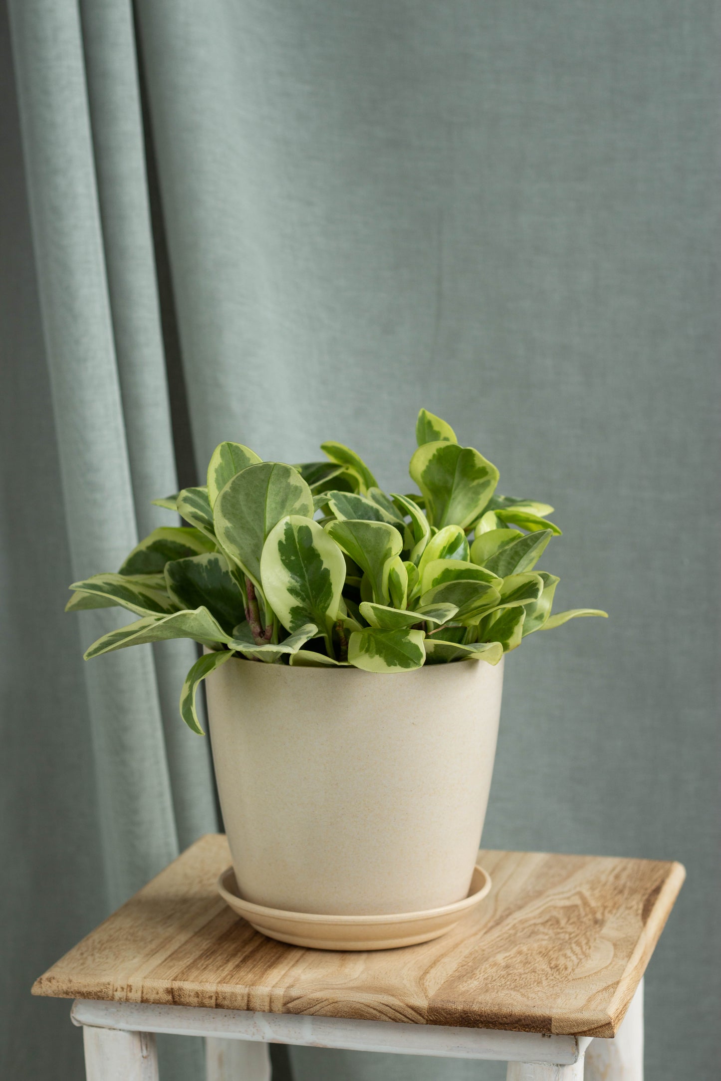 Peperomia Green Variegata