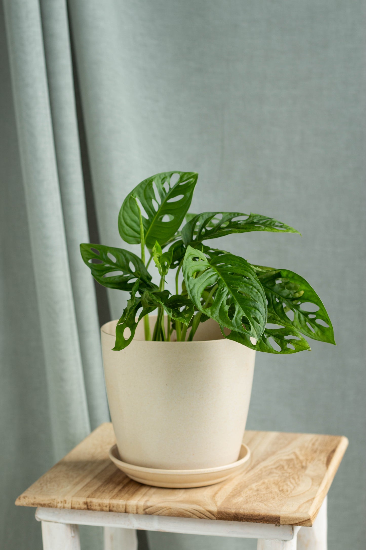 Monstera Adansonii