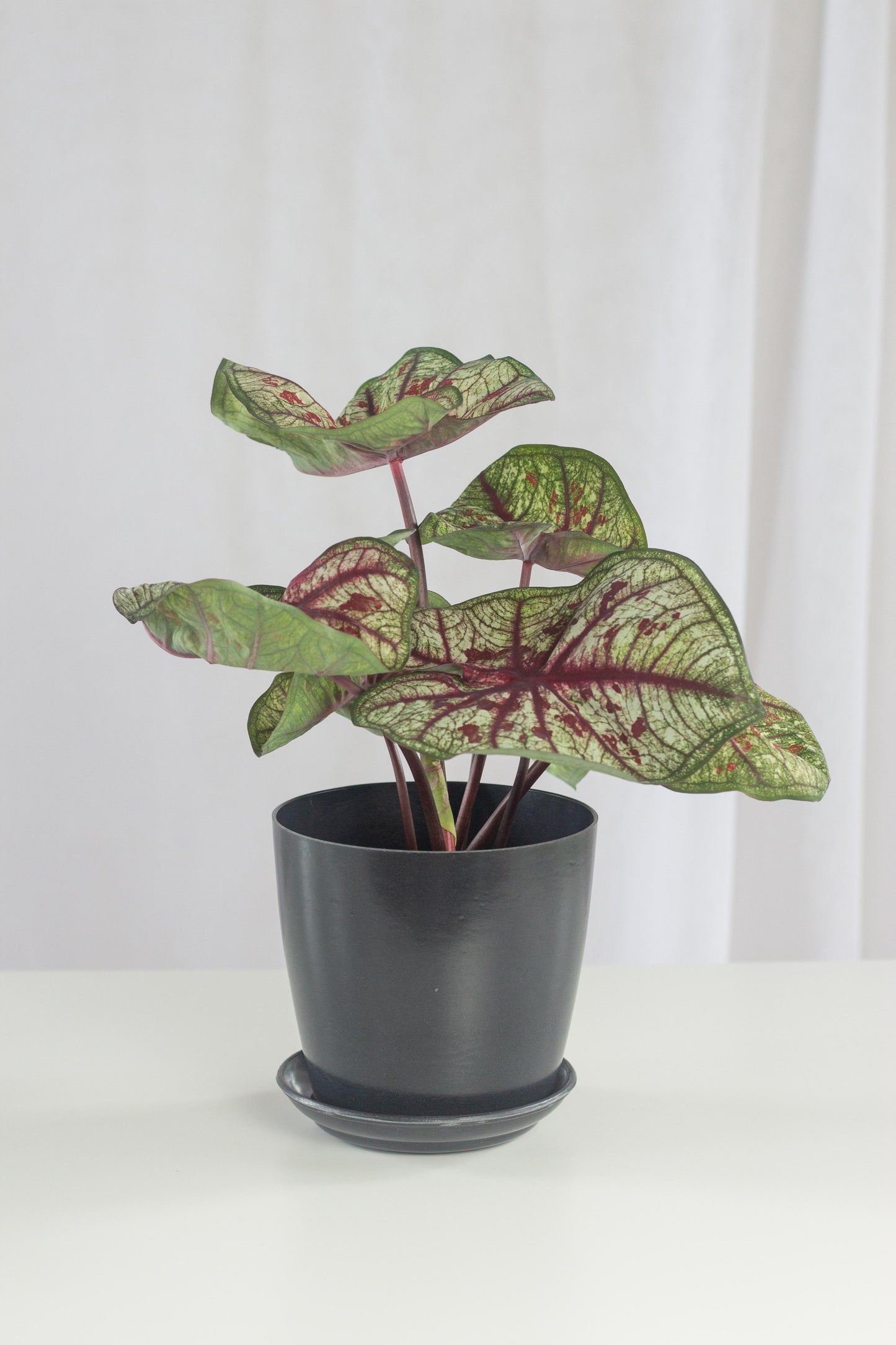 Caladium Tootsie