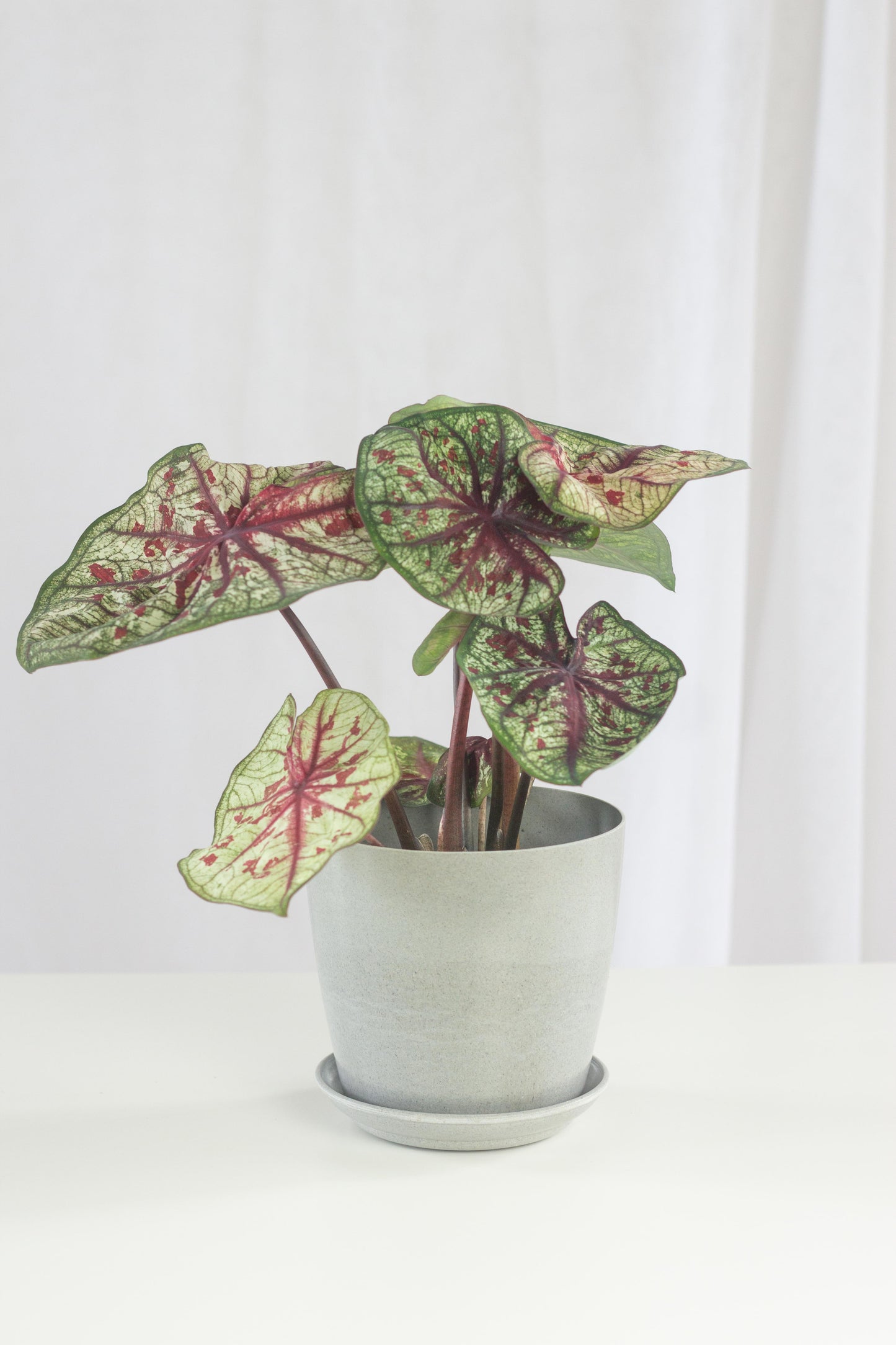 Caladium Tootsie