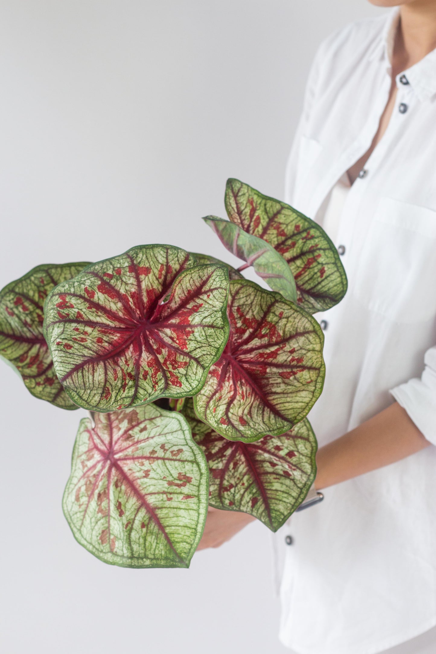 Caladium Tootsie