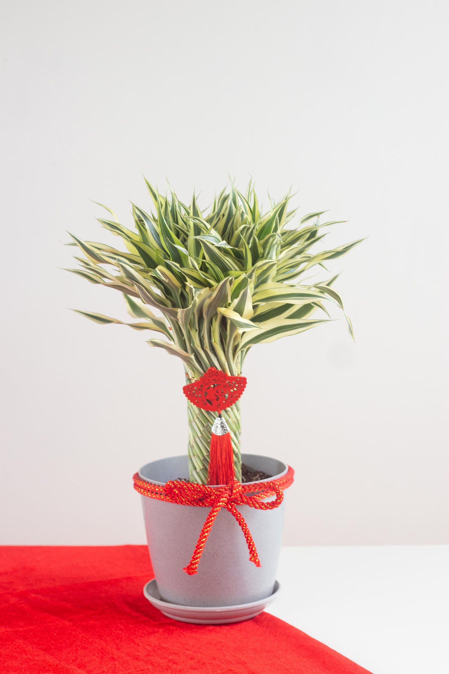Lucky Wheel Bamboo