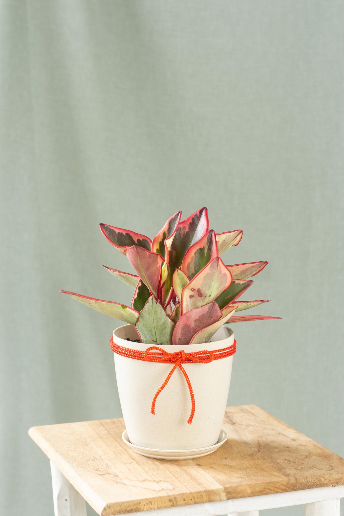 Peperomia Jelly