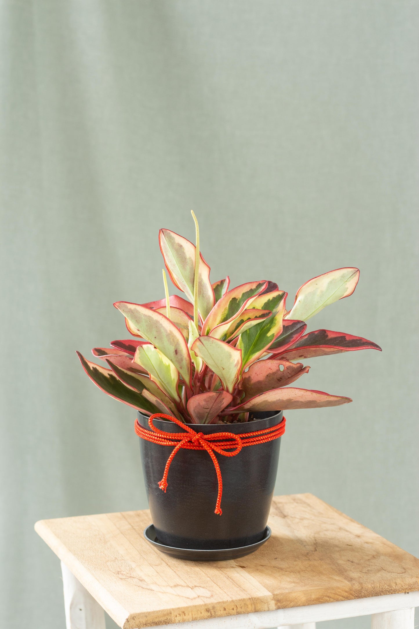 Peperomia Jelly