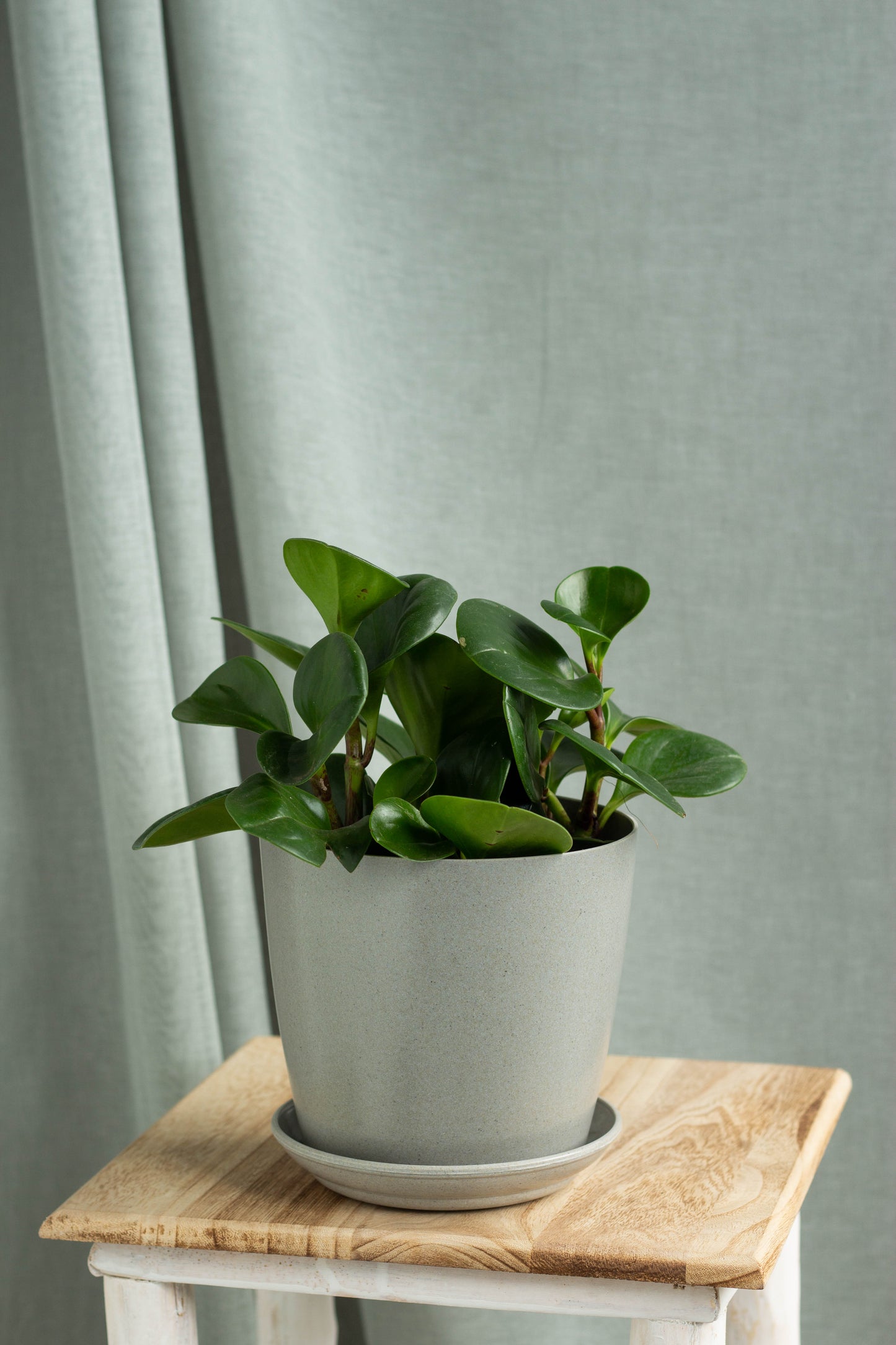 Peperomia Obtusifolia