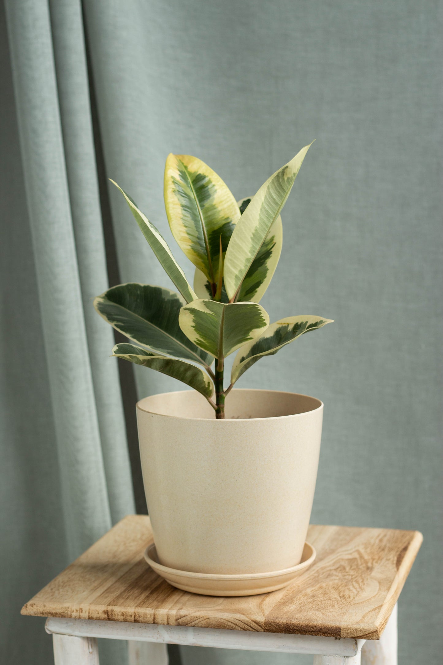 Rubber Plant Variegated