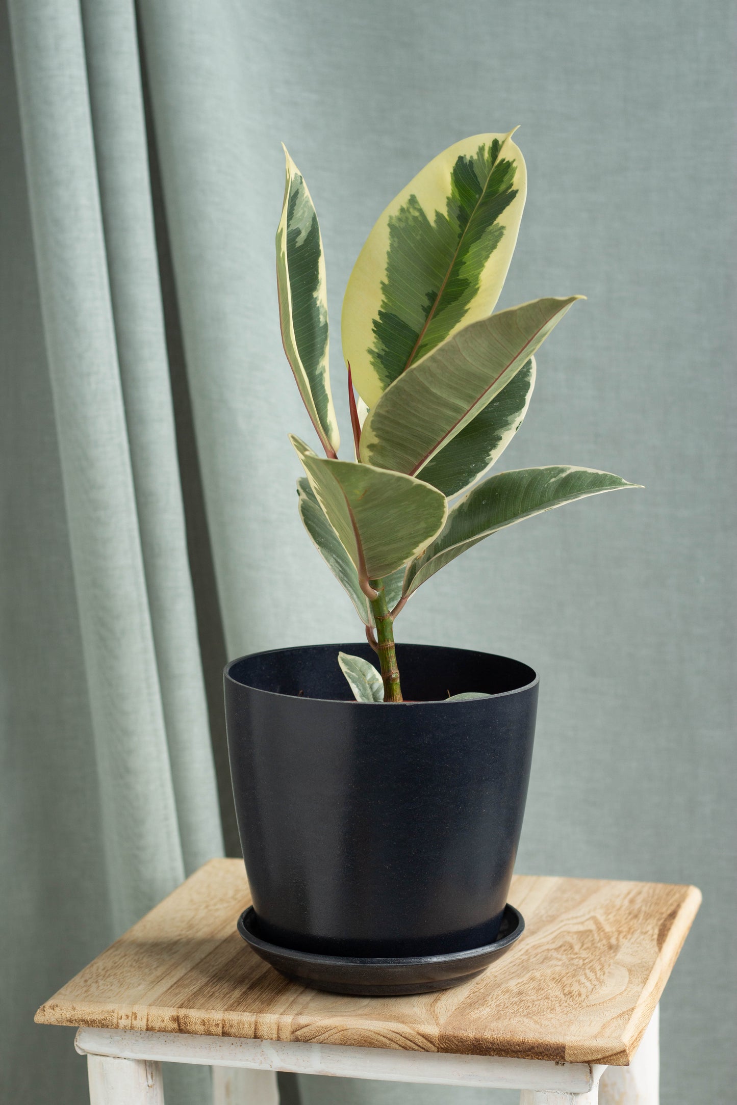 Rubber Plant Variegated