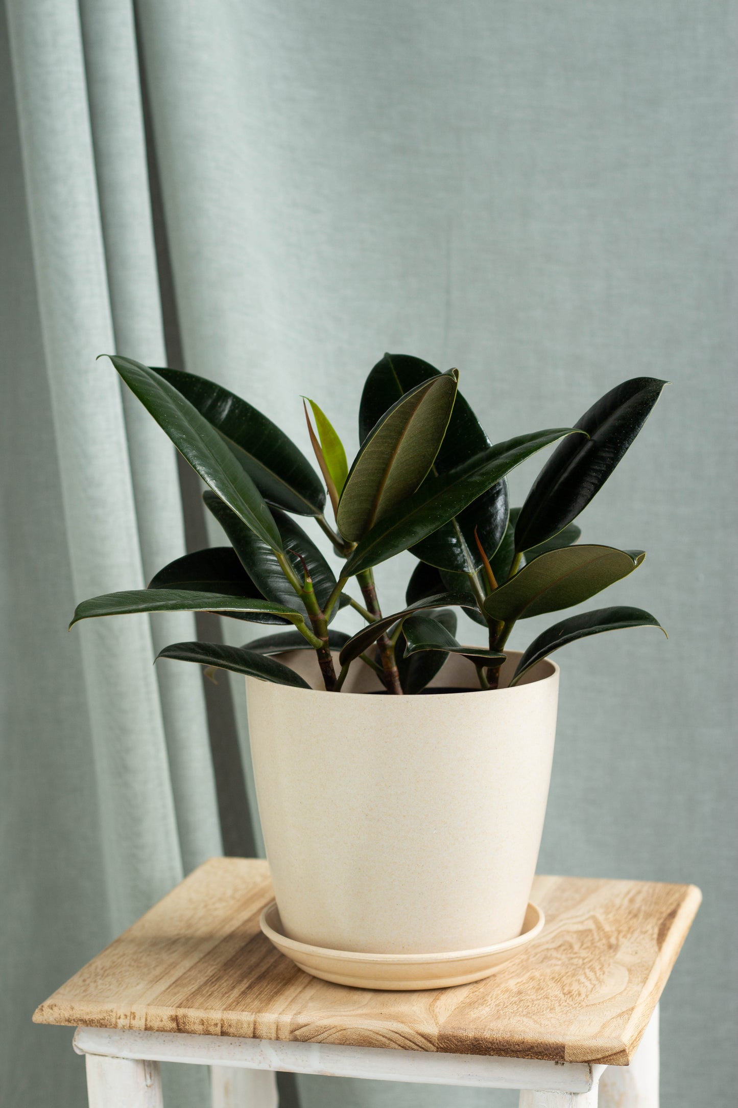 Rubber Plant