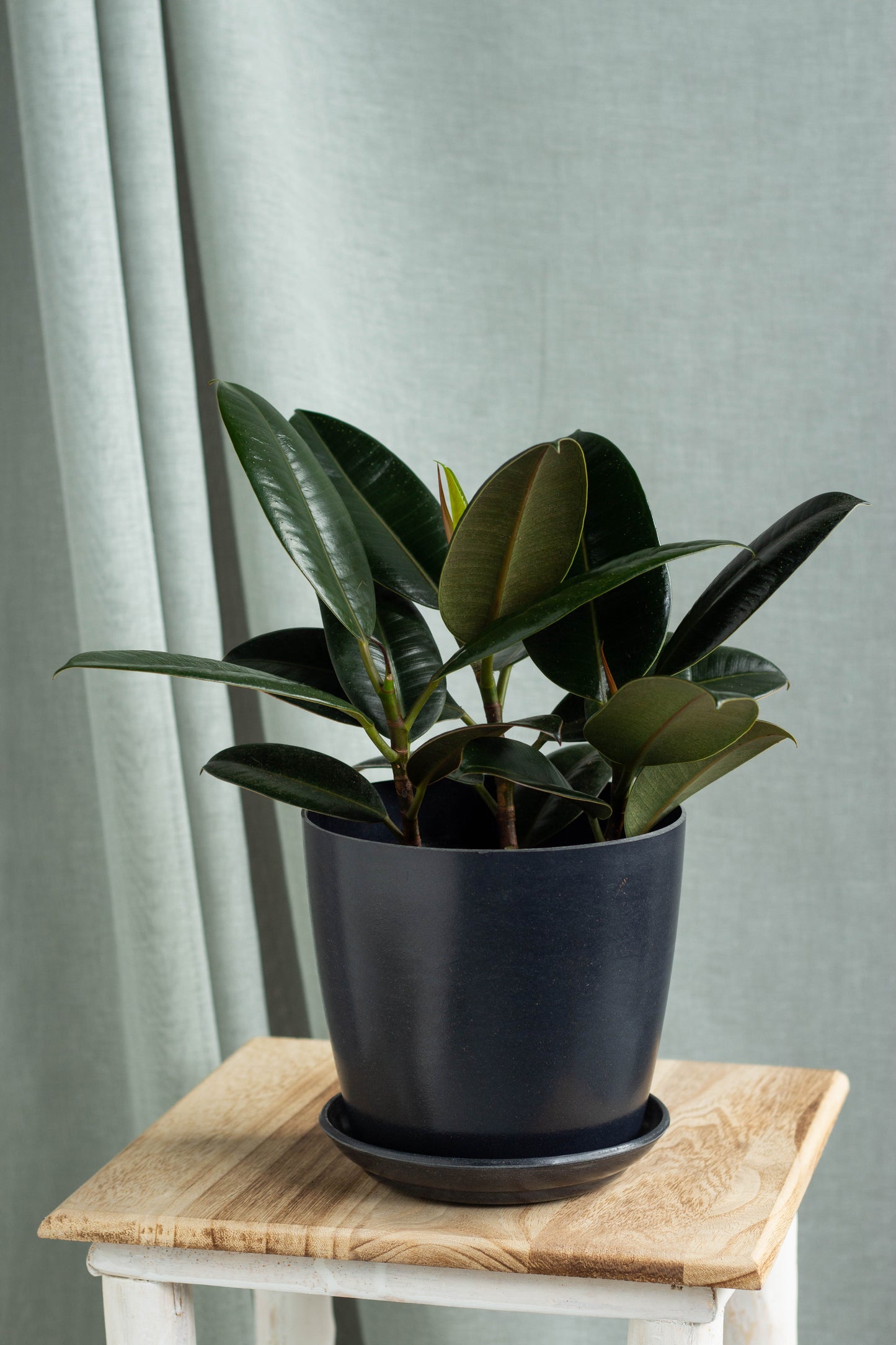 Rubber Plant