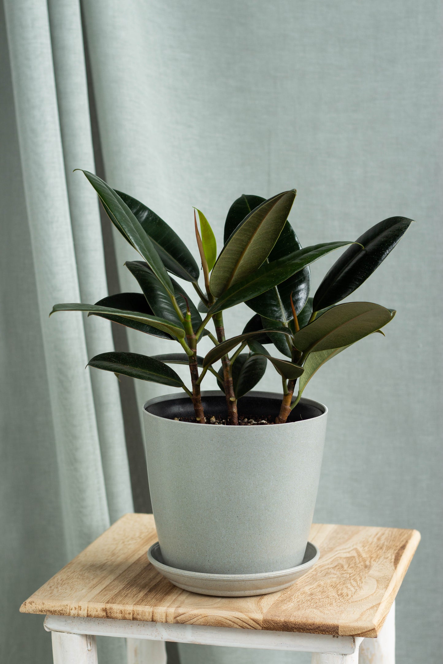 Rubber Plant