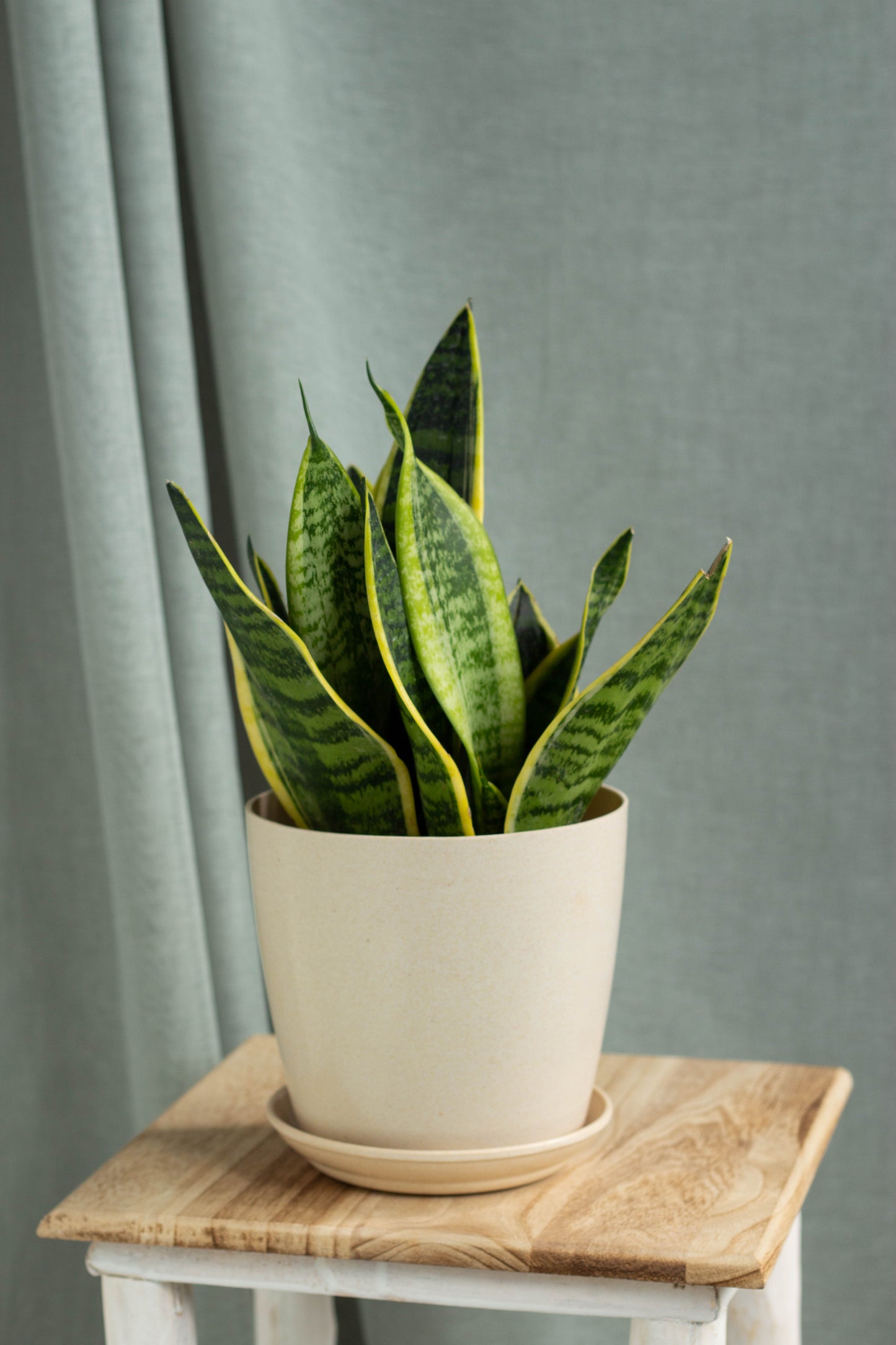 Sansevieria