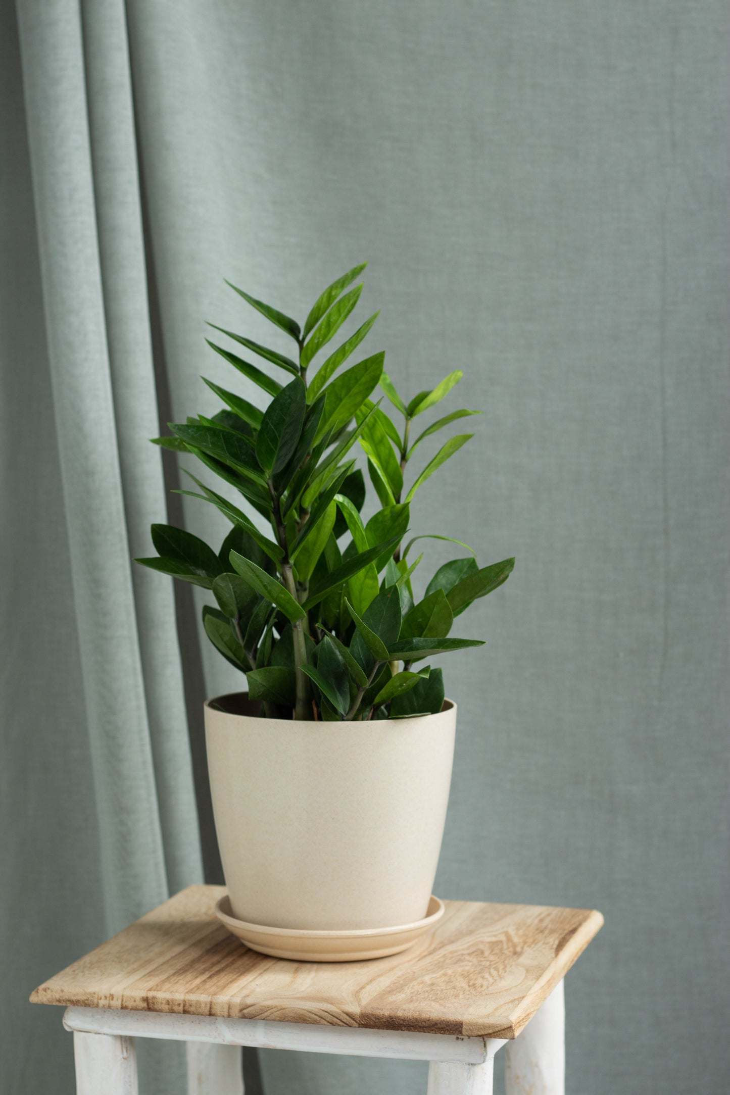 ZZ Plant