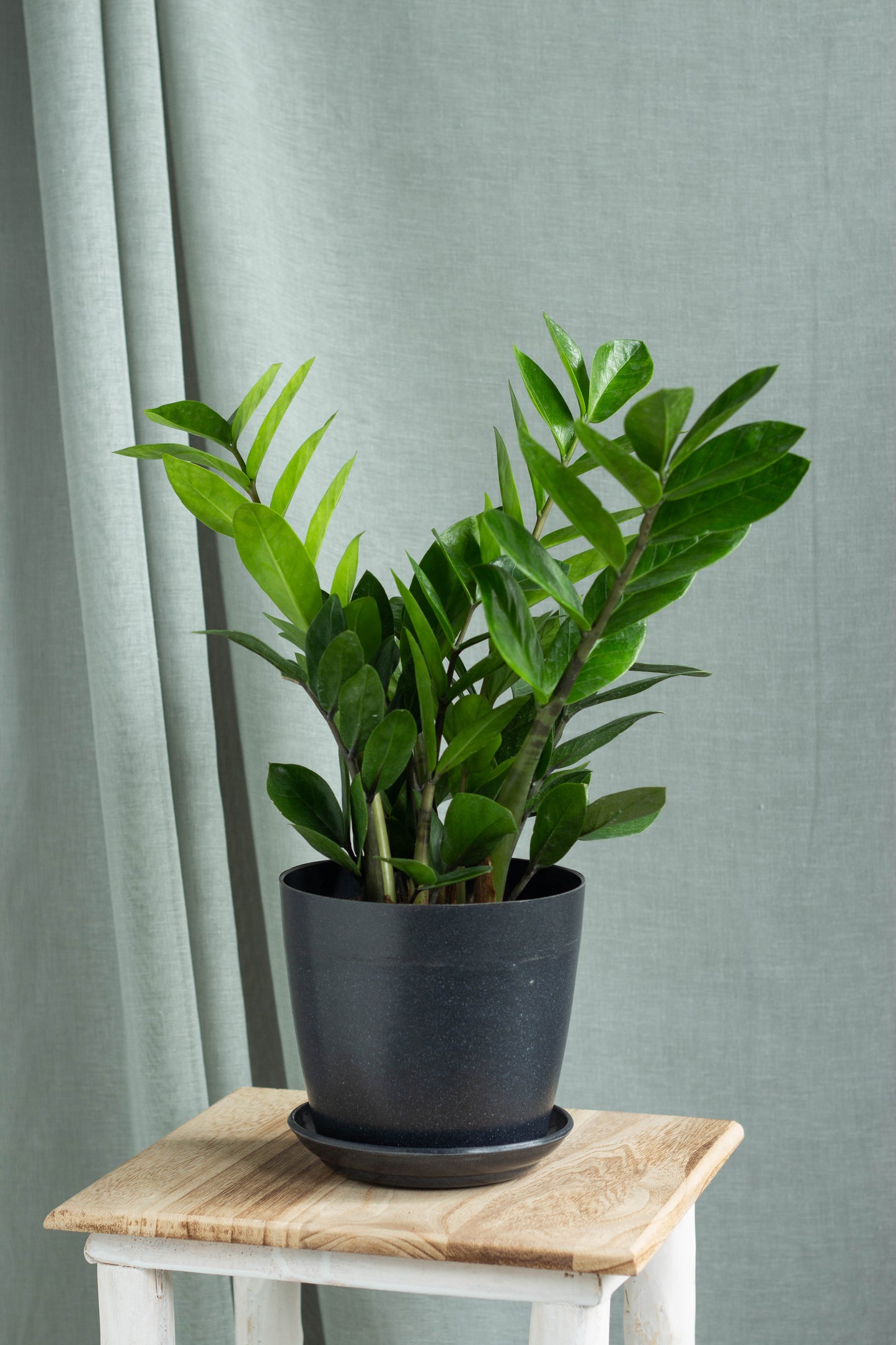 ZZ Plant