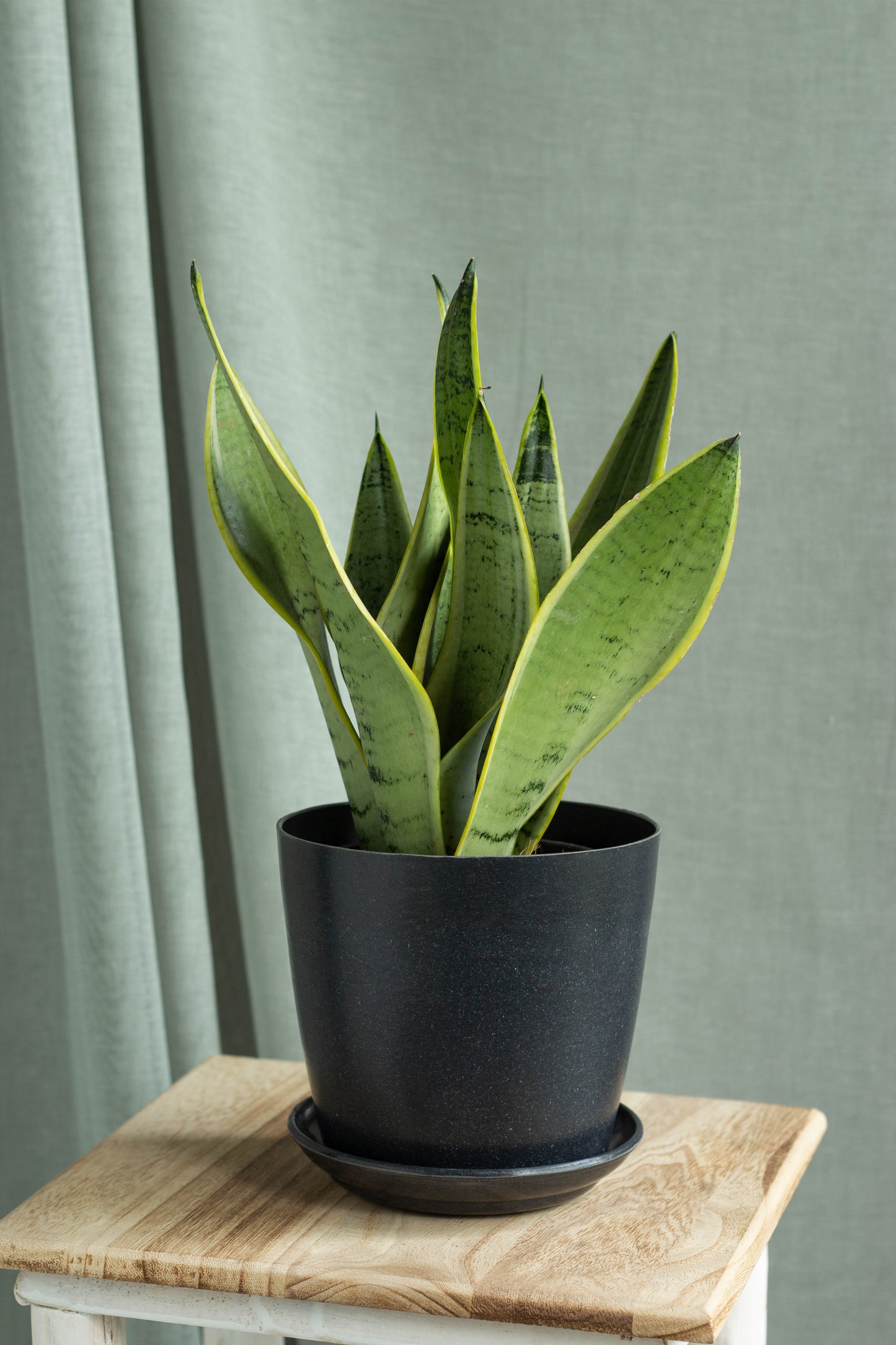Sansevieria Starlight