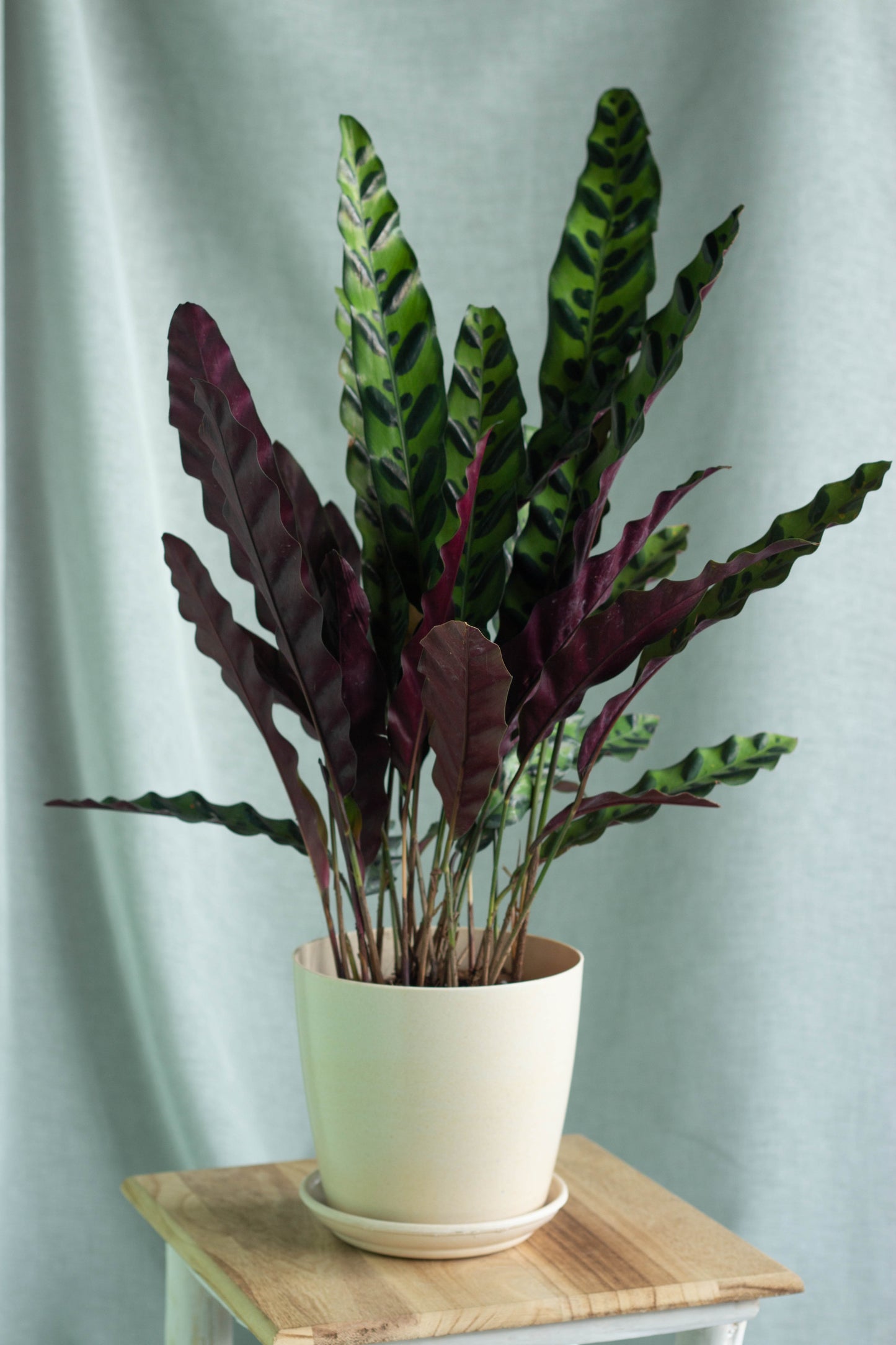 Calathea Lancifolia