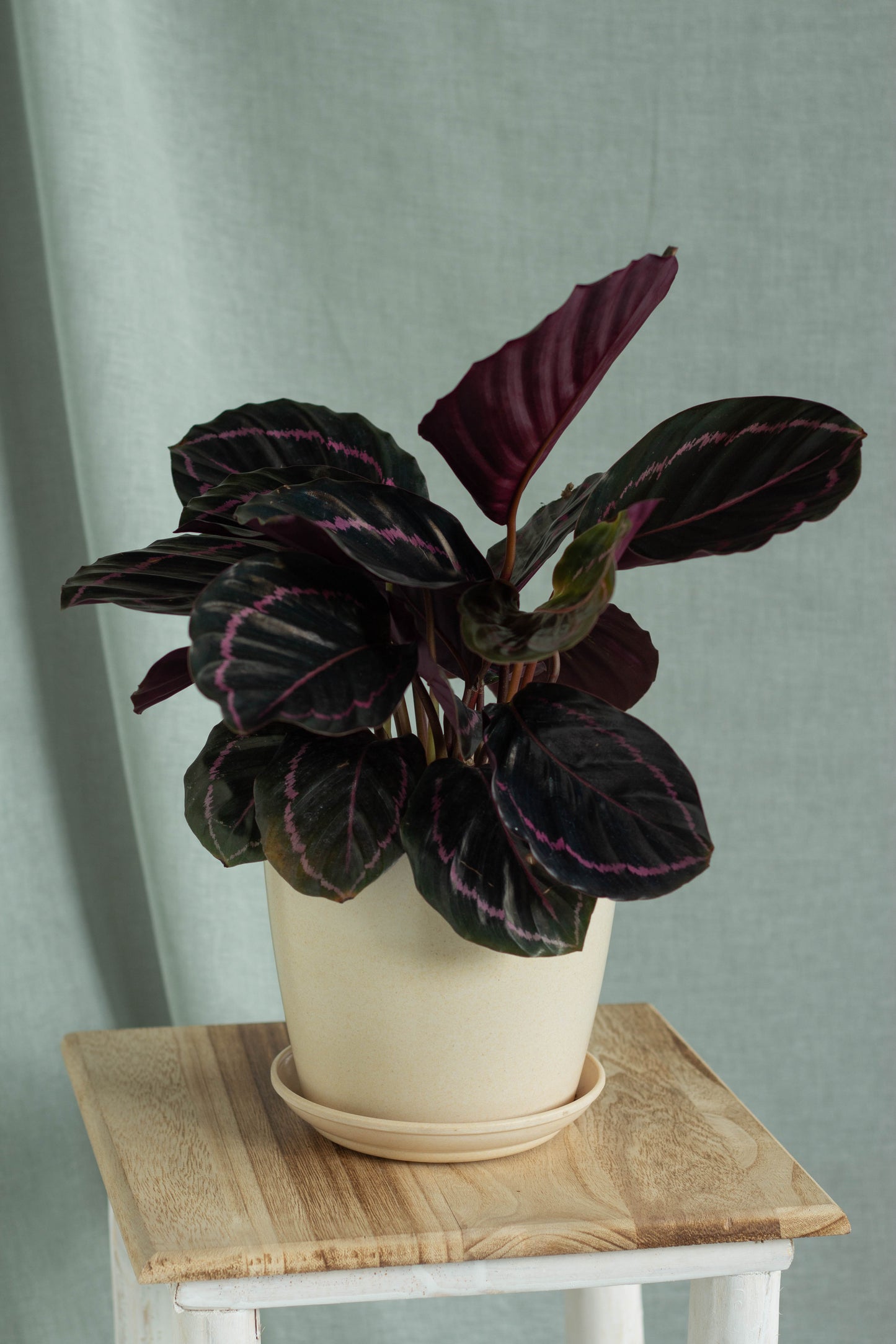 Calathea Dottie