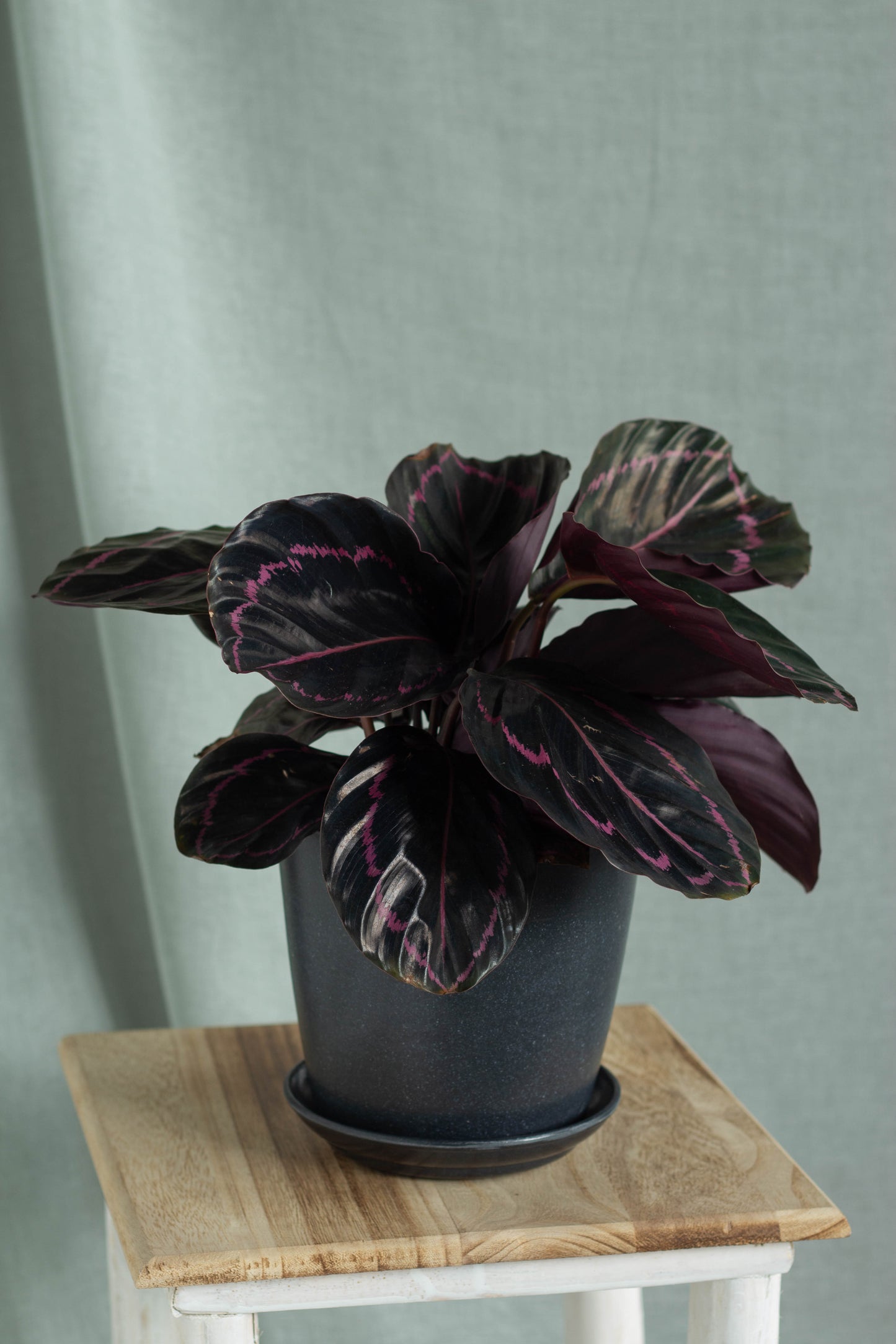 Calathea Dottie