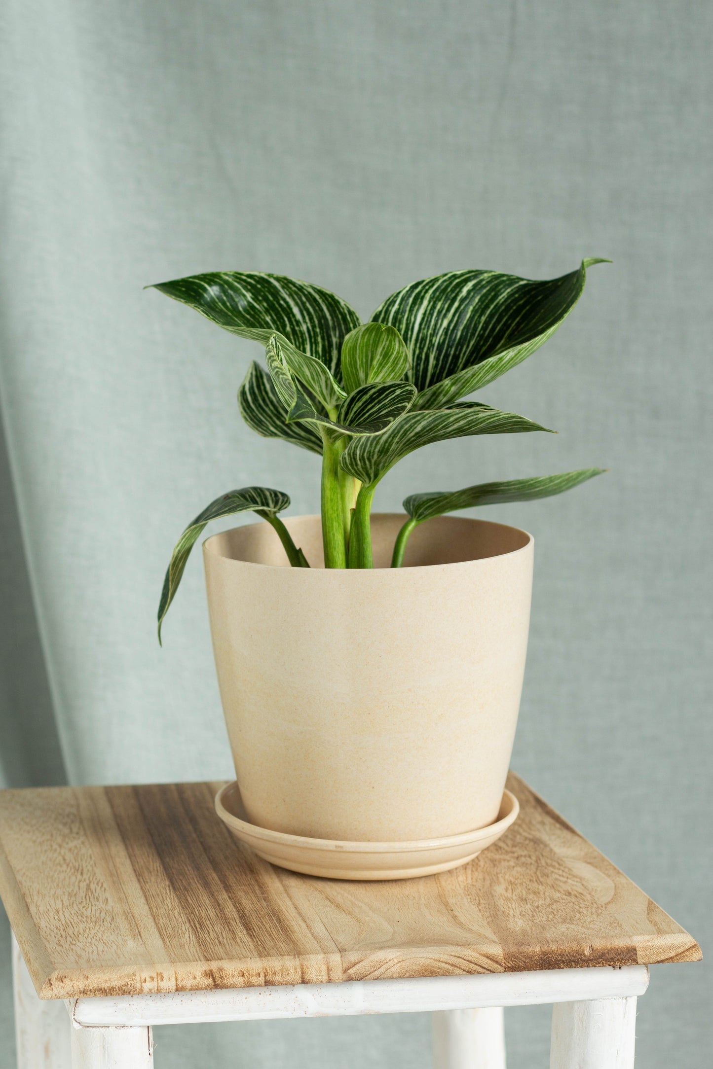 Philodendron Birkin