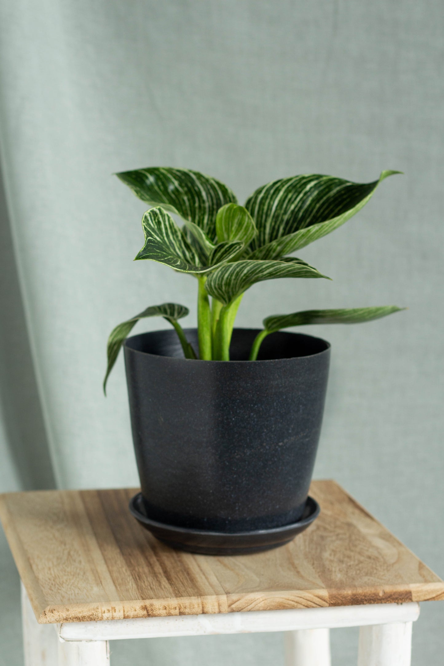 Philodendron Birkin