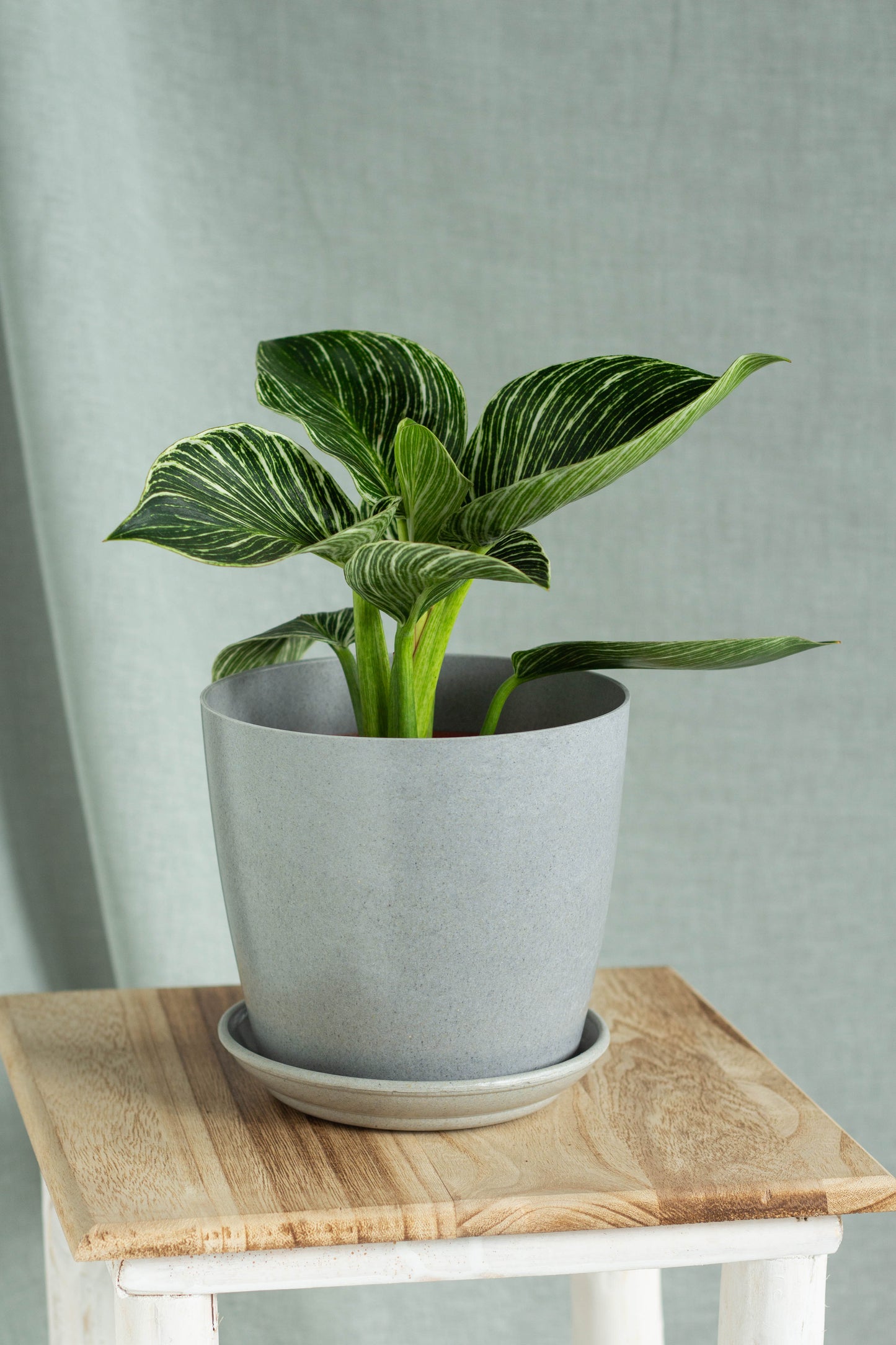 Philodendron Birkin