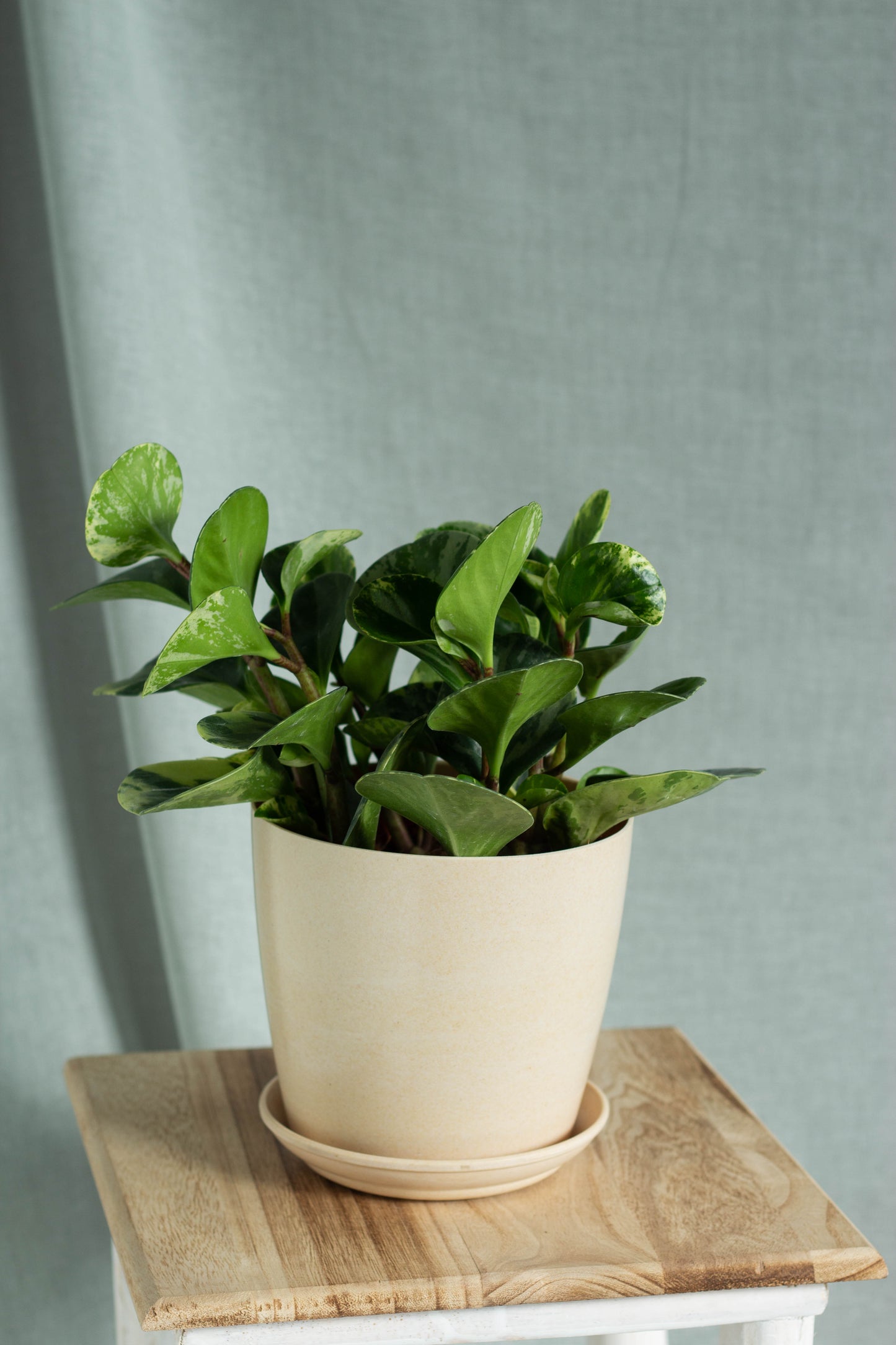 Peperomia Batik