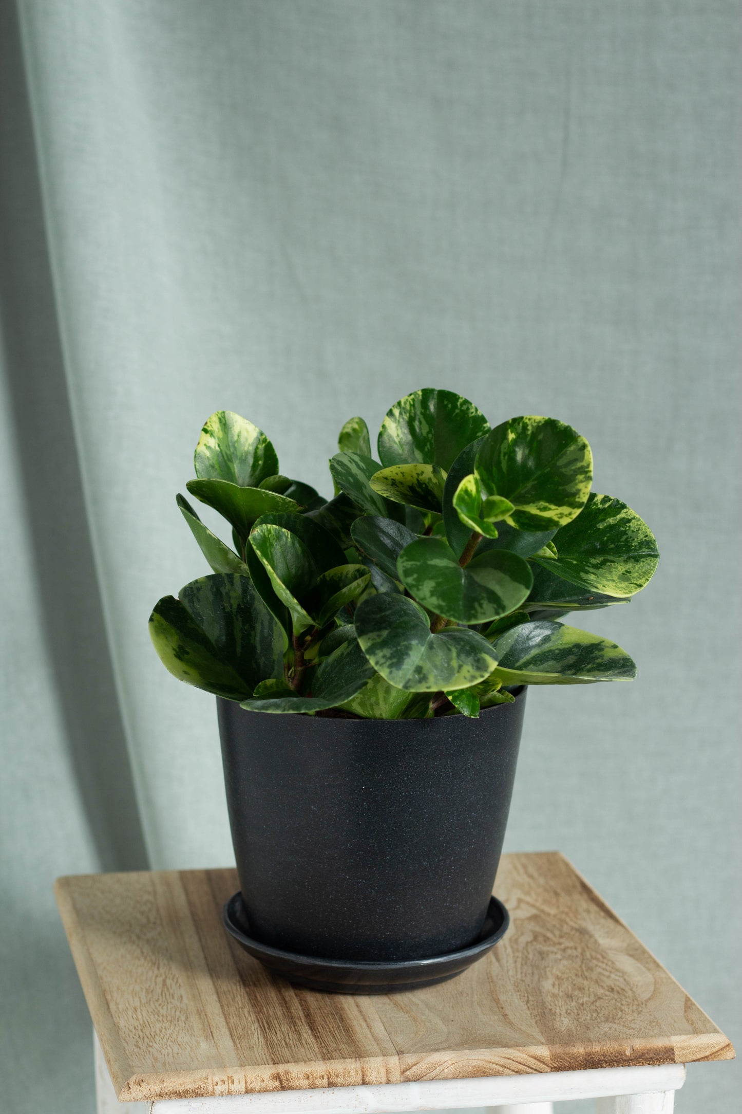 Peperomia Batik