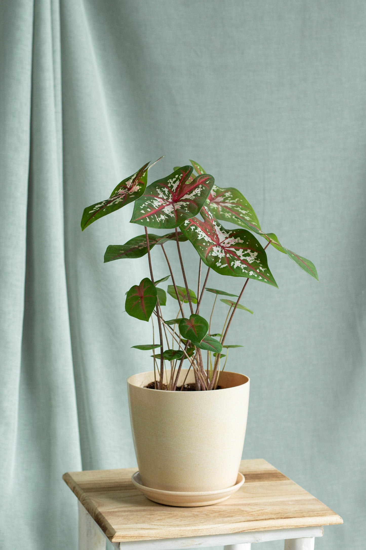 Caladium Carolyn Whorton