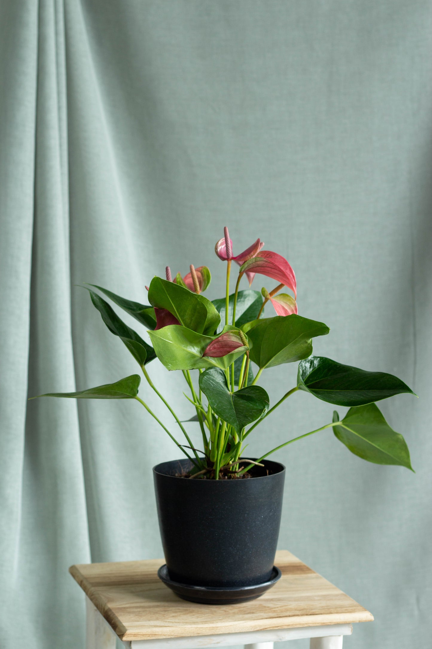 Anthurium Pink