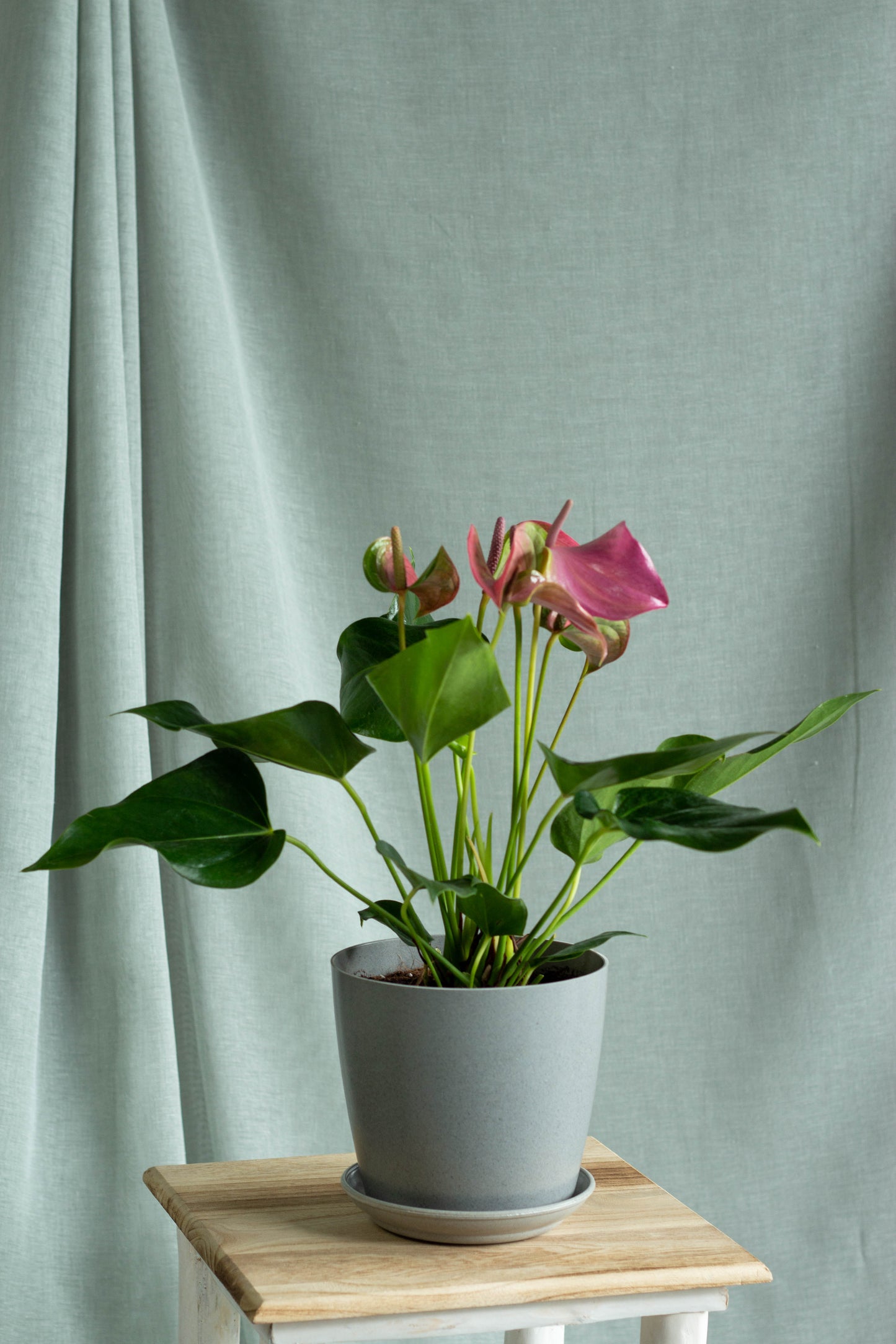 Anthurium Pink
