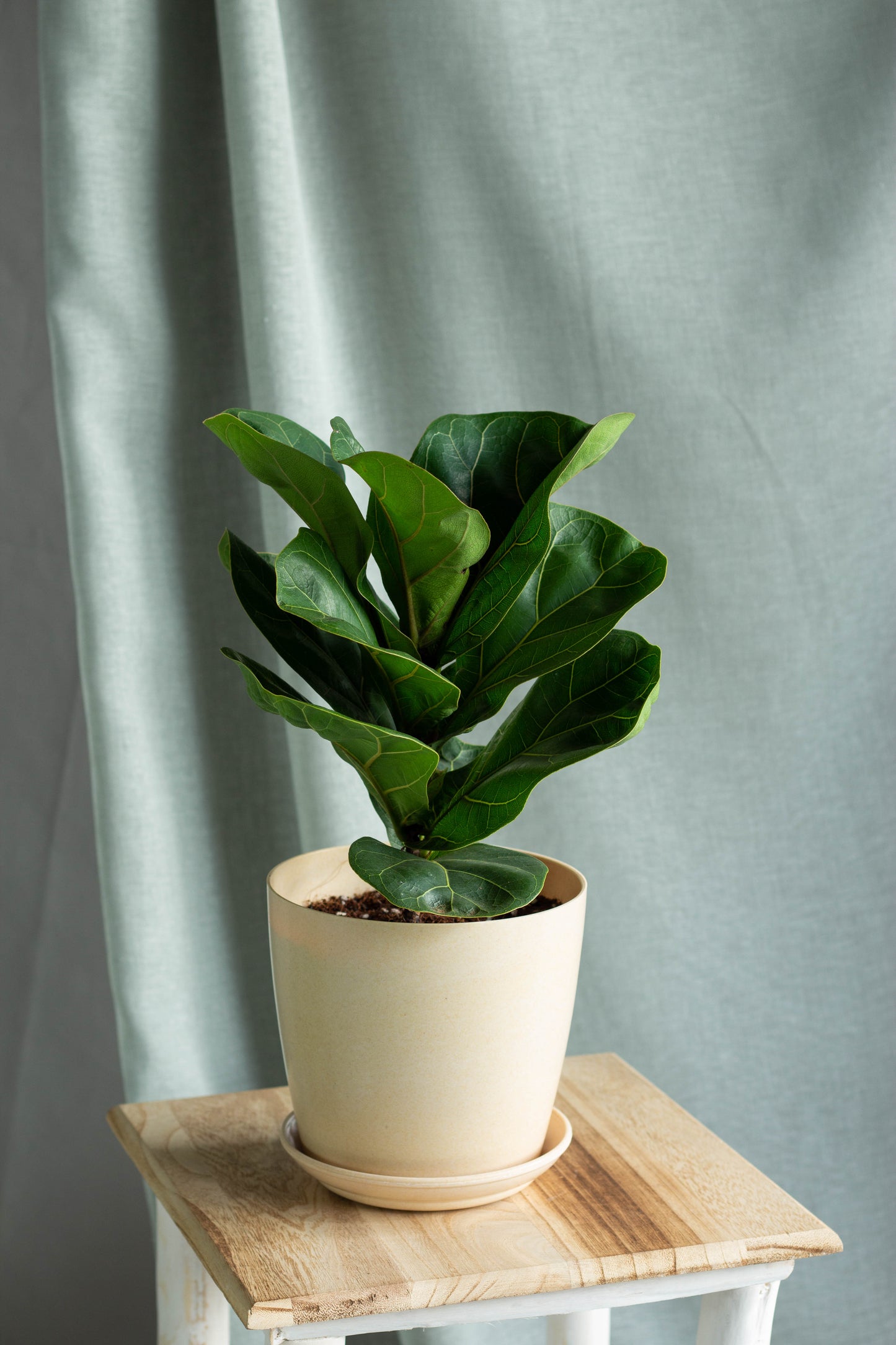 Fiddle Leaf Fig