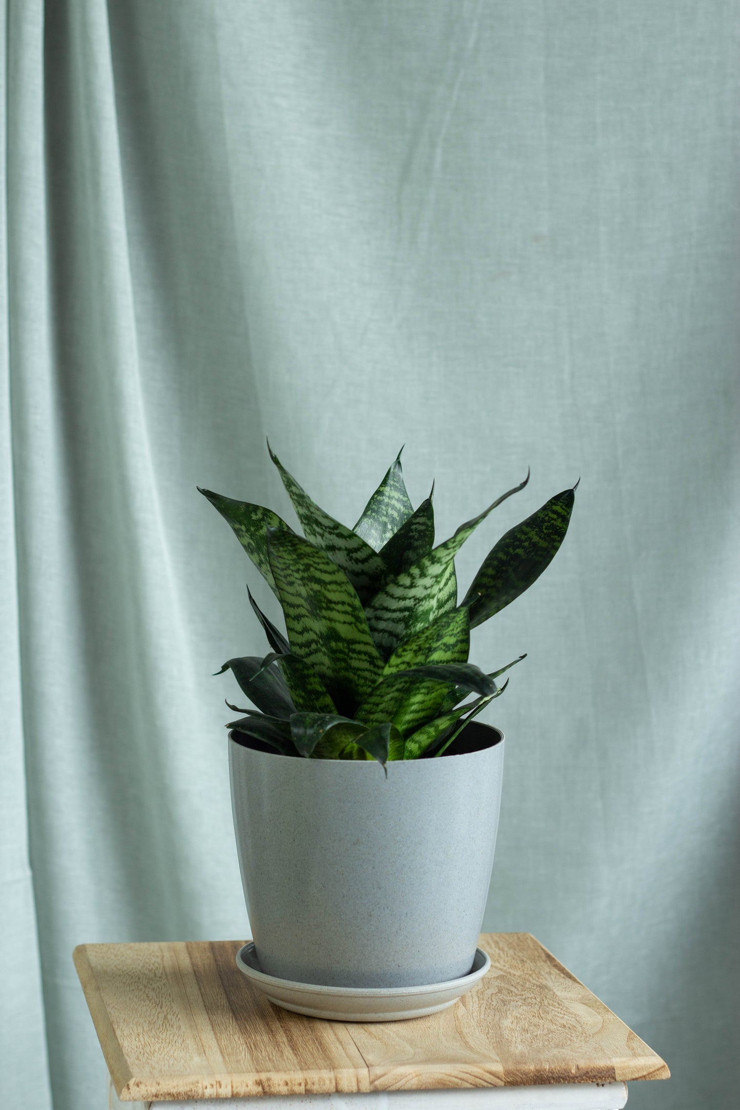 Sansevieria Hahnii
