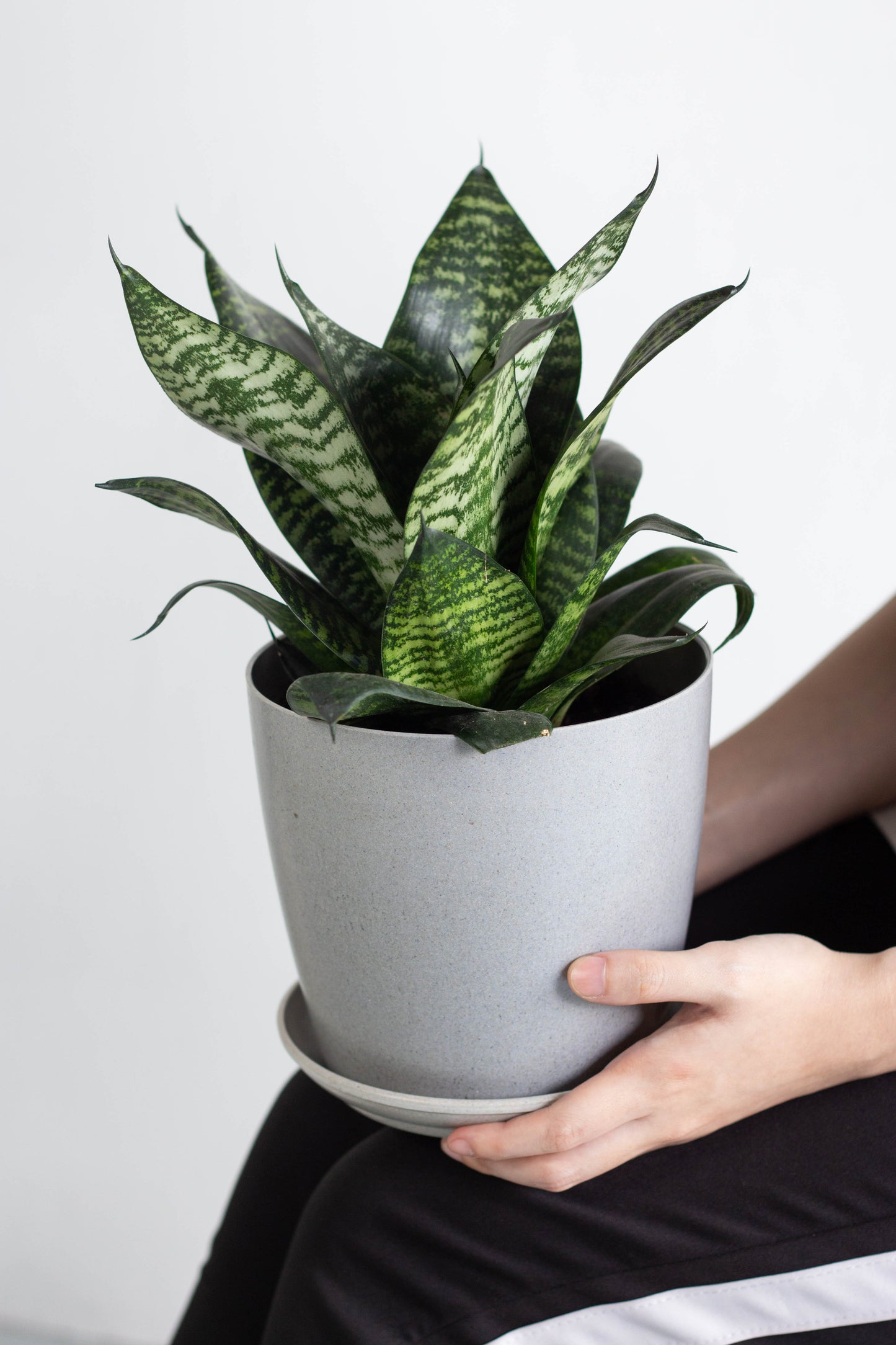 Sansevieria Hahnii