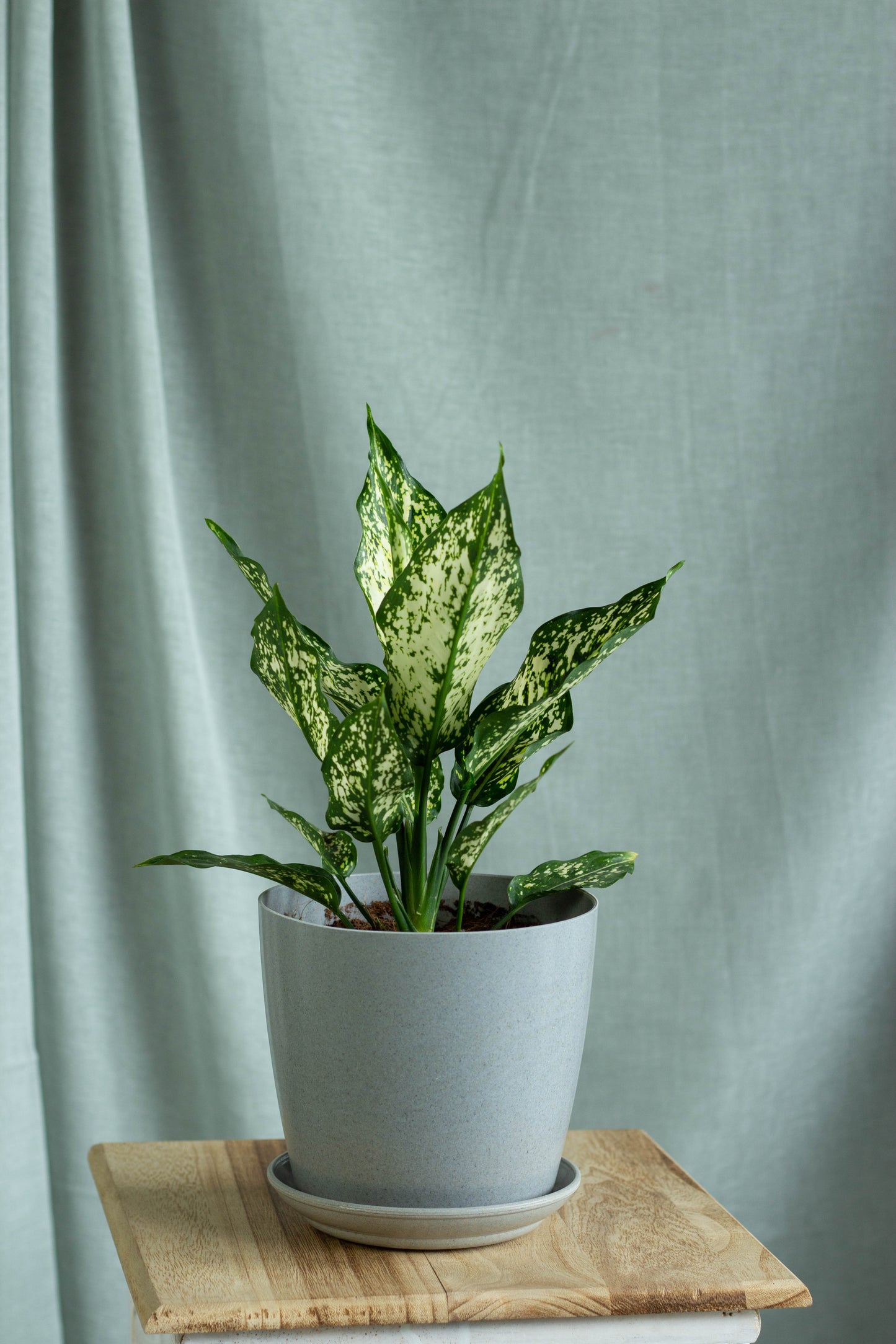 Aglaonema Snow White