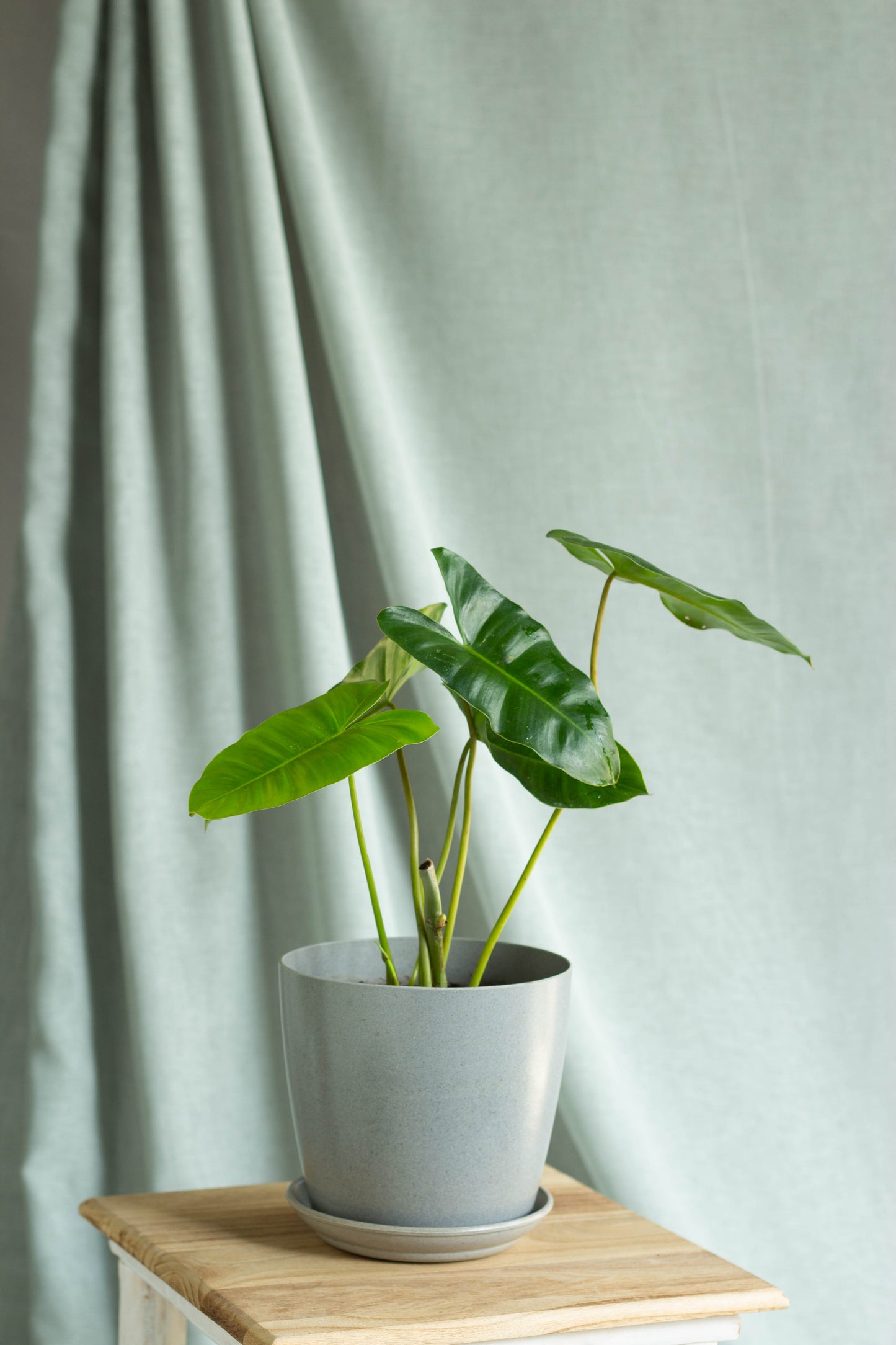 Philodendron Burle Marx
