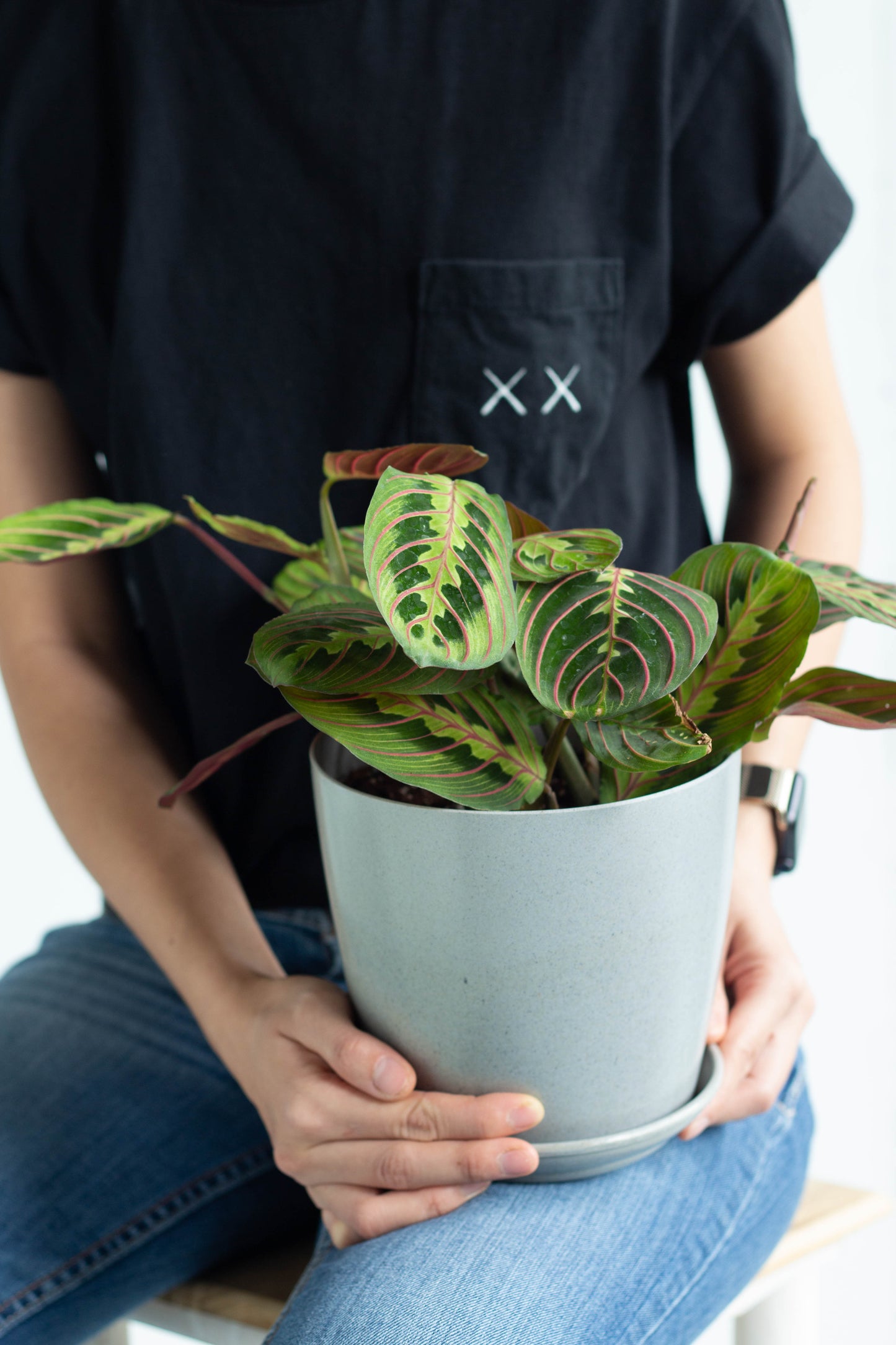 Maranta Leuconeura