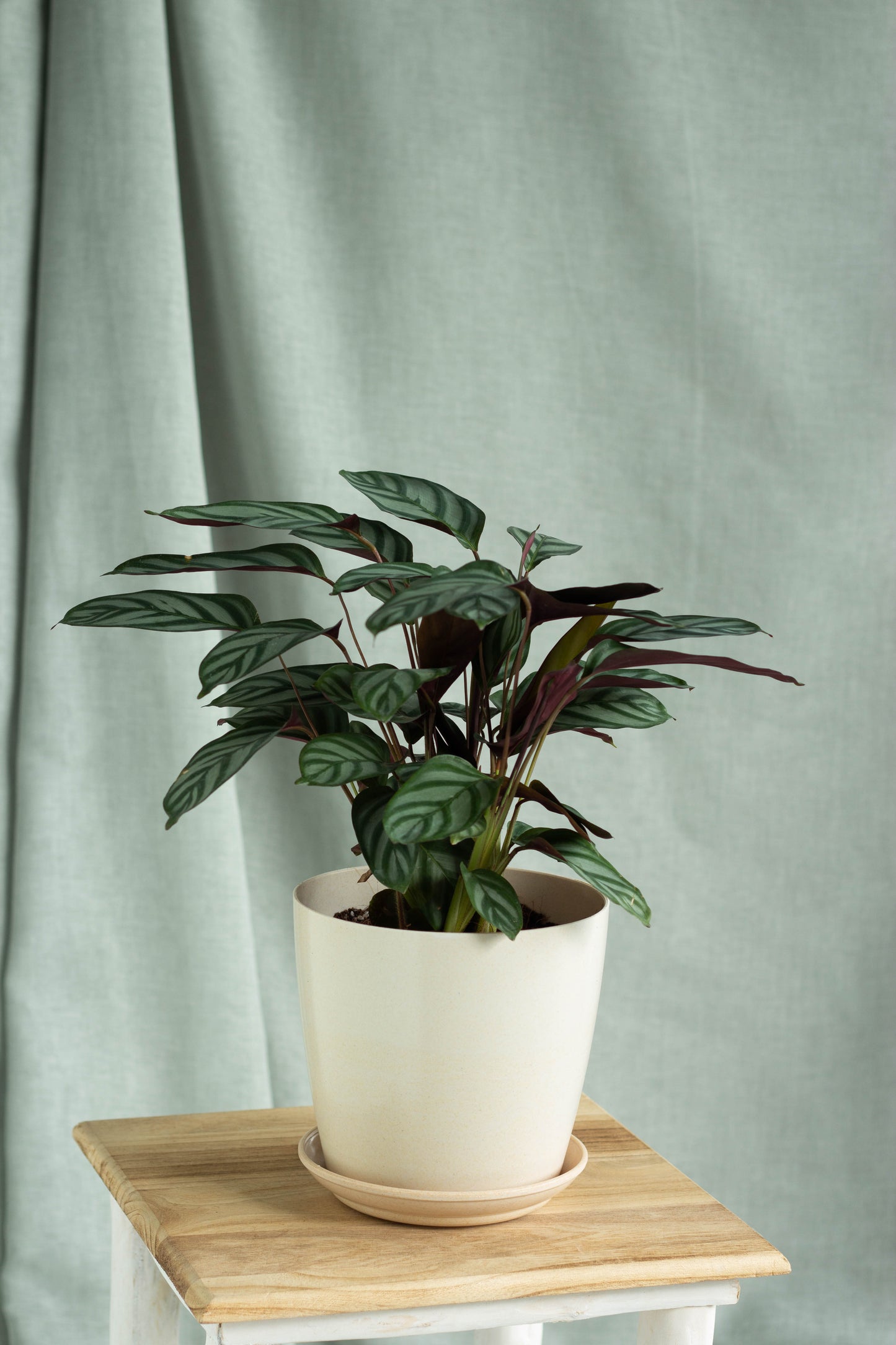 Calathea Setosa