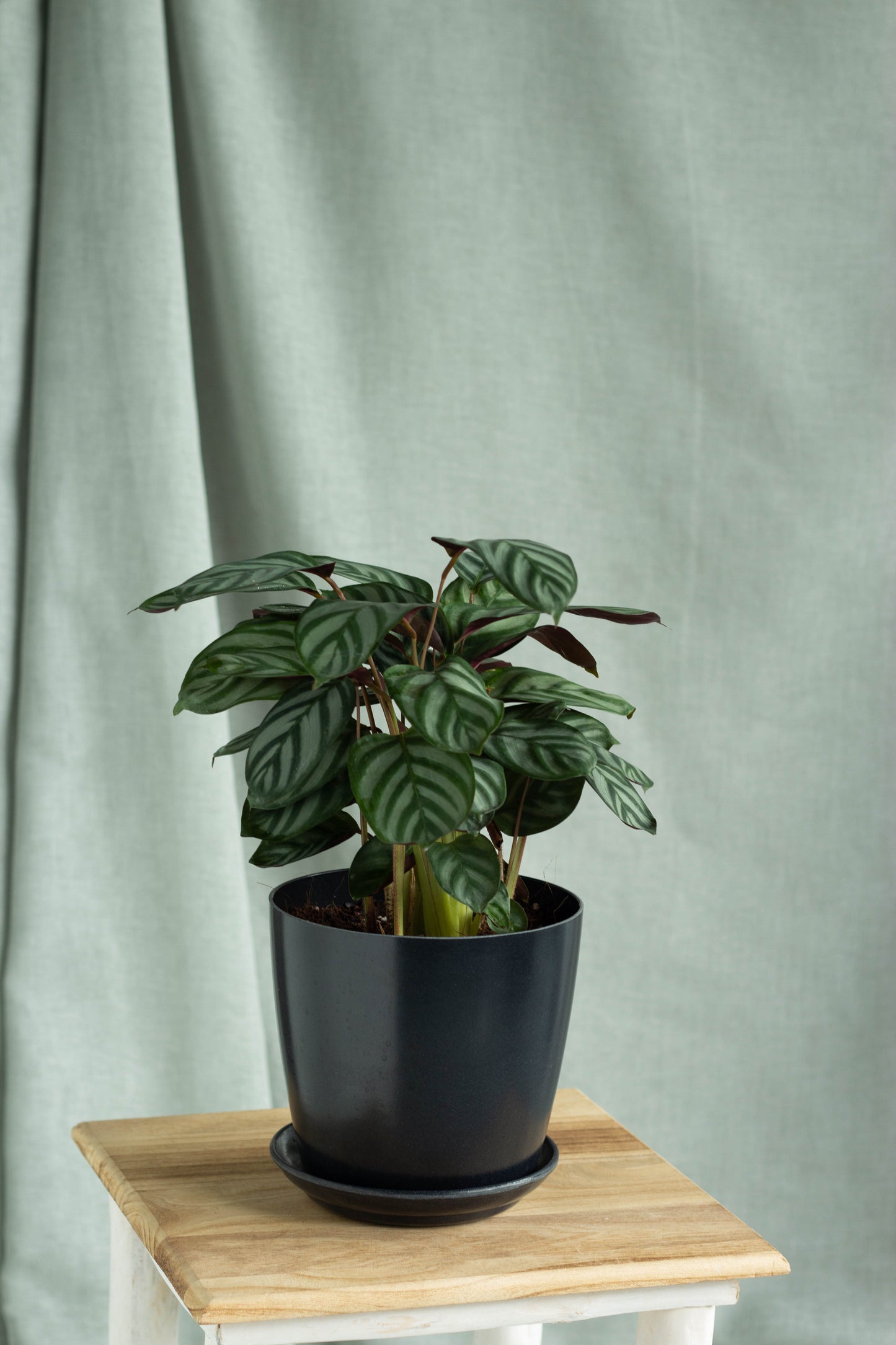 Calathea Setosa