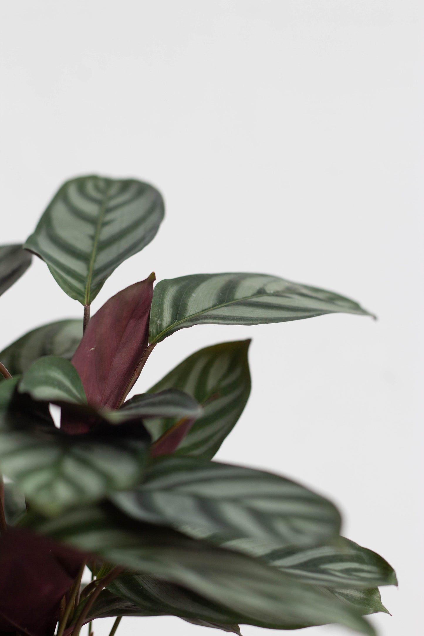Calathea Setosa