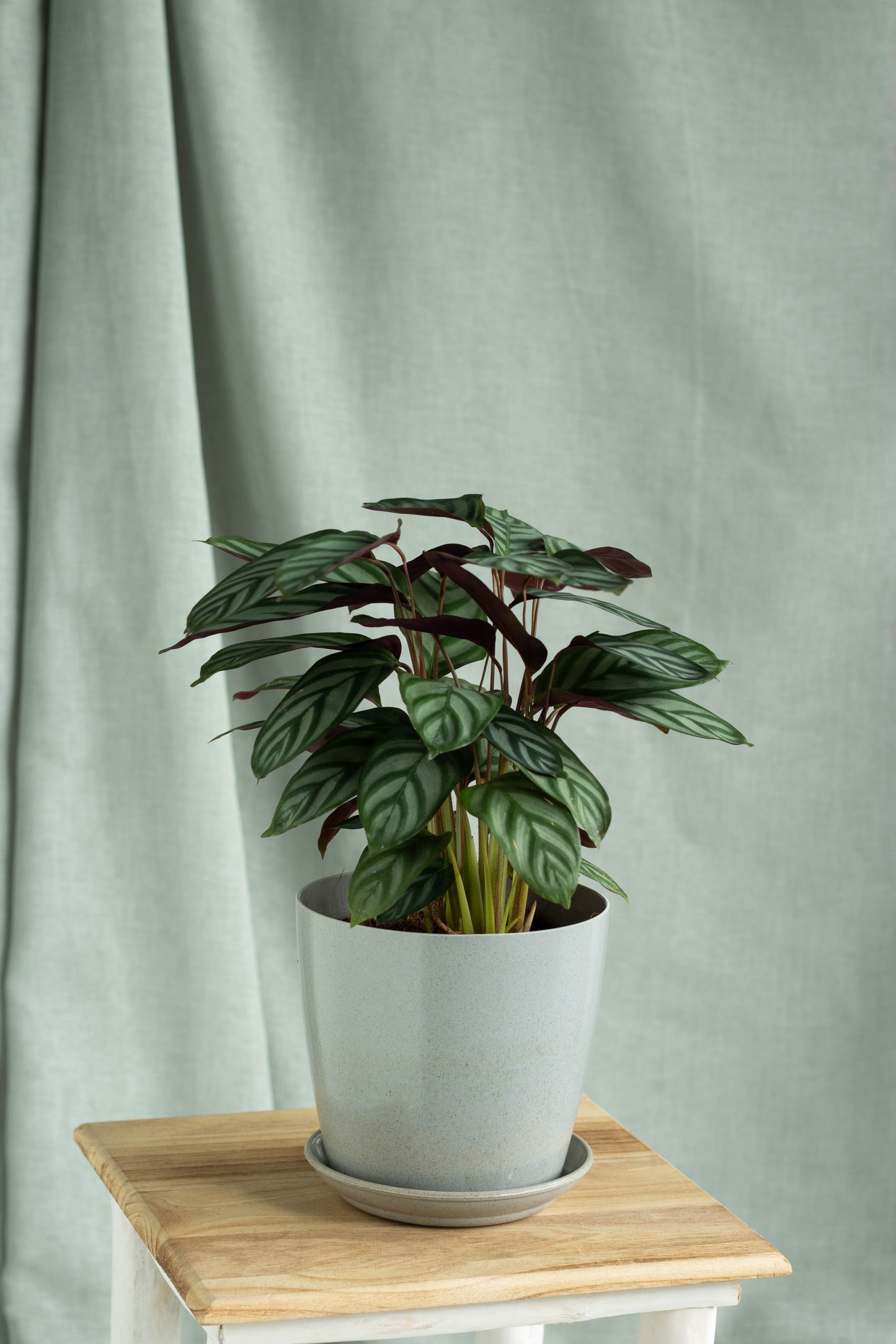 Calathea Setosa