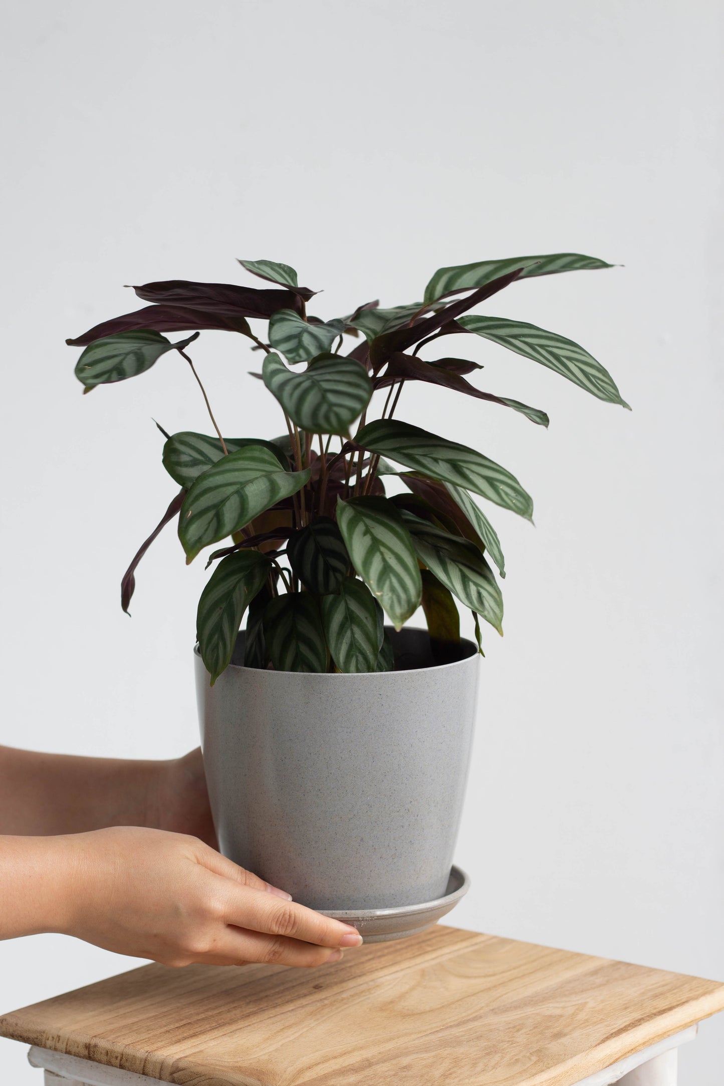 Calathea Setosa